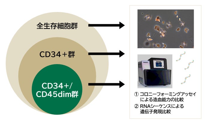 ▲イヌ骨髄から採取した細胞の解析の流れ:セルソーターを用いて「全生存細胞群」「CD34+群」「CD34+CD45dim群」の3群に分離された後、コロニーフォーミングアッセイとRNAシーケンスを用いて各群の解析が実施されました。