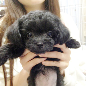 チワプー（チワワとトイ・プードルのMIX／はみちゃん）