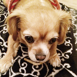 キャバチワ（キャバリア・キング・チャールズ・スパニエルとチワワのMIX／メモルちゃん）