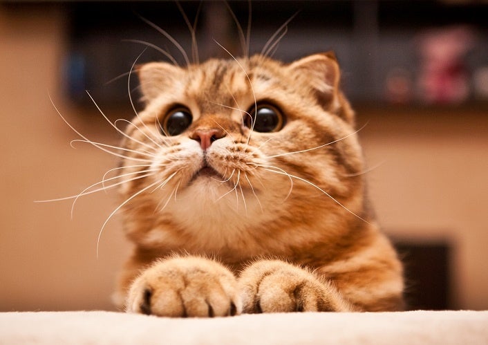 ▲スコティッシュ・フォールド