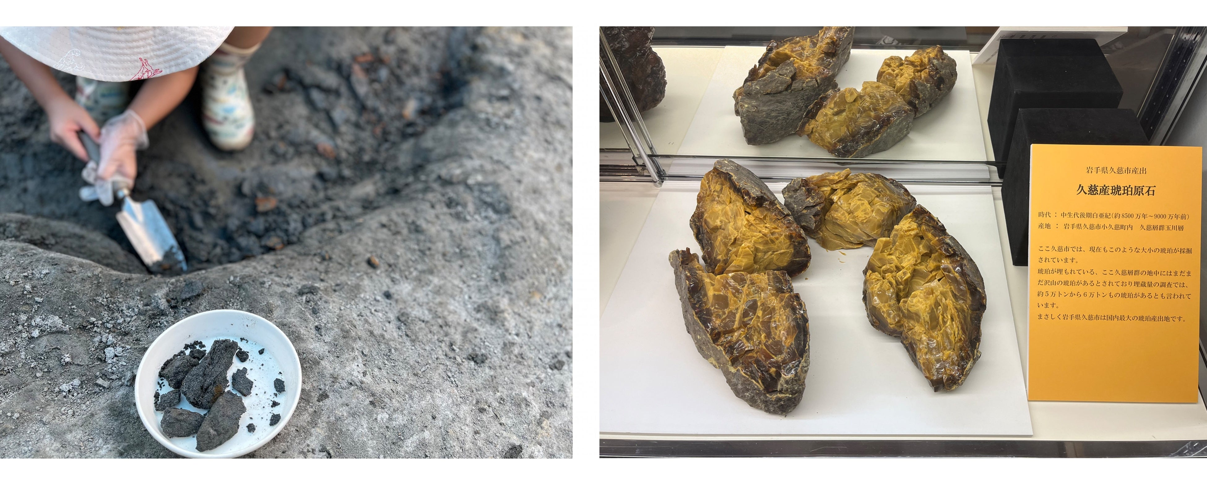 琥珀発掘体験の様子（久慈琥珀博物館）　　　　　　　　　久慈産琥珀原石（久慈琥珀博物館）