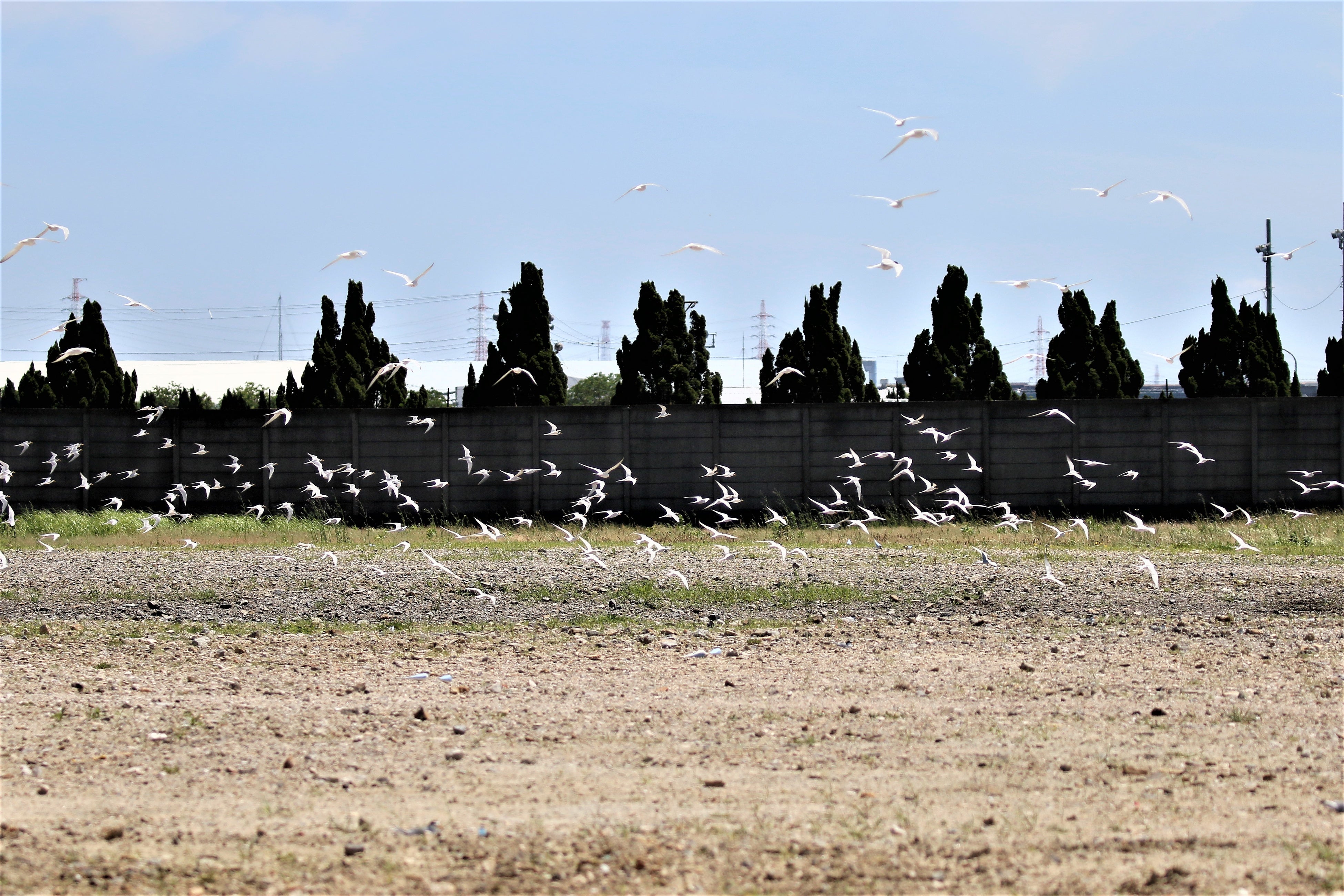 コアジサシの群れ