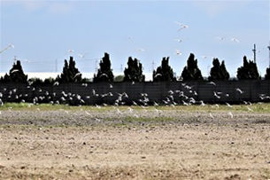 ＜コアジサシの群れ＞