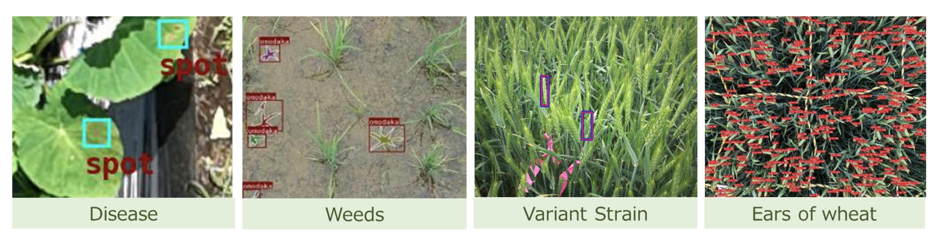 4. AI capable of Detecting Various Crops and Anomalies