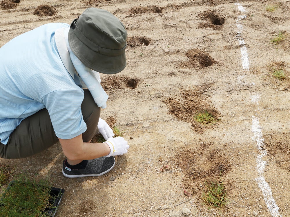 耕したグラウンドに等間隔に芝生の苗を植えました
