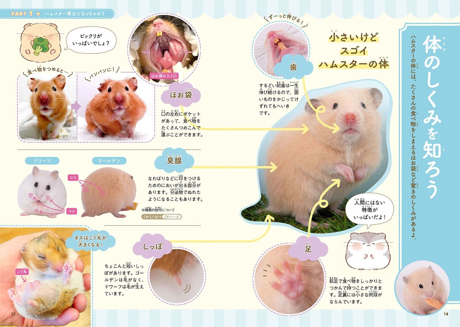 8月6日はハムスターの日 いちばんかわいい いちばんわかりやすいハムスターの飼育書 はじめてのハムスター そだてかたブック 9月5日発売 イラストレーターふじもとめぐみさんの描きおろしイラストが満載 株式会社西東社のプレスリリース 8月6日はハムスターの日 いちばんかわいい いちばんわかりやすいハムスターの飼育書 はじめてのハムスター そだてかたブック 9月5日発売 イラストレーターふじもとめぐみさんの描きおろしイラストが満載 株式会社西東社のプレスリリース