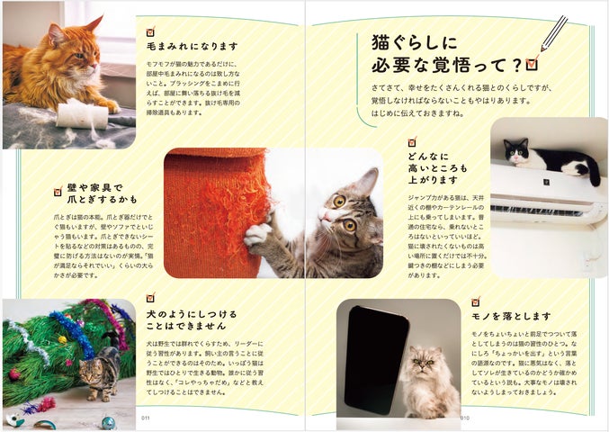 猫飼ってます 29007-251-