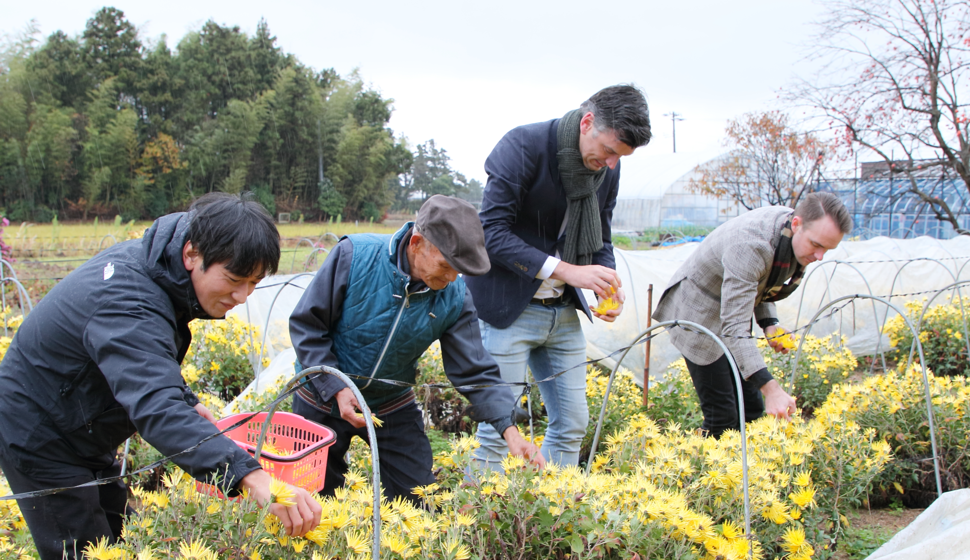 レクチャーを受けながら、「りゅうのひげ」を収穫するマーティンとベン