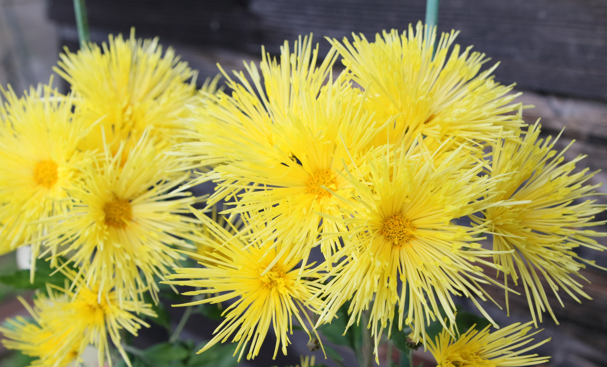 収穫を迎えた「りゅうのひげ」