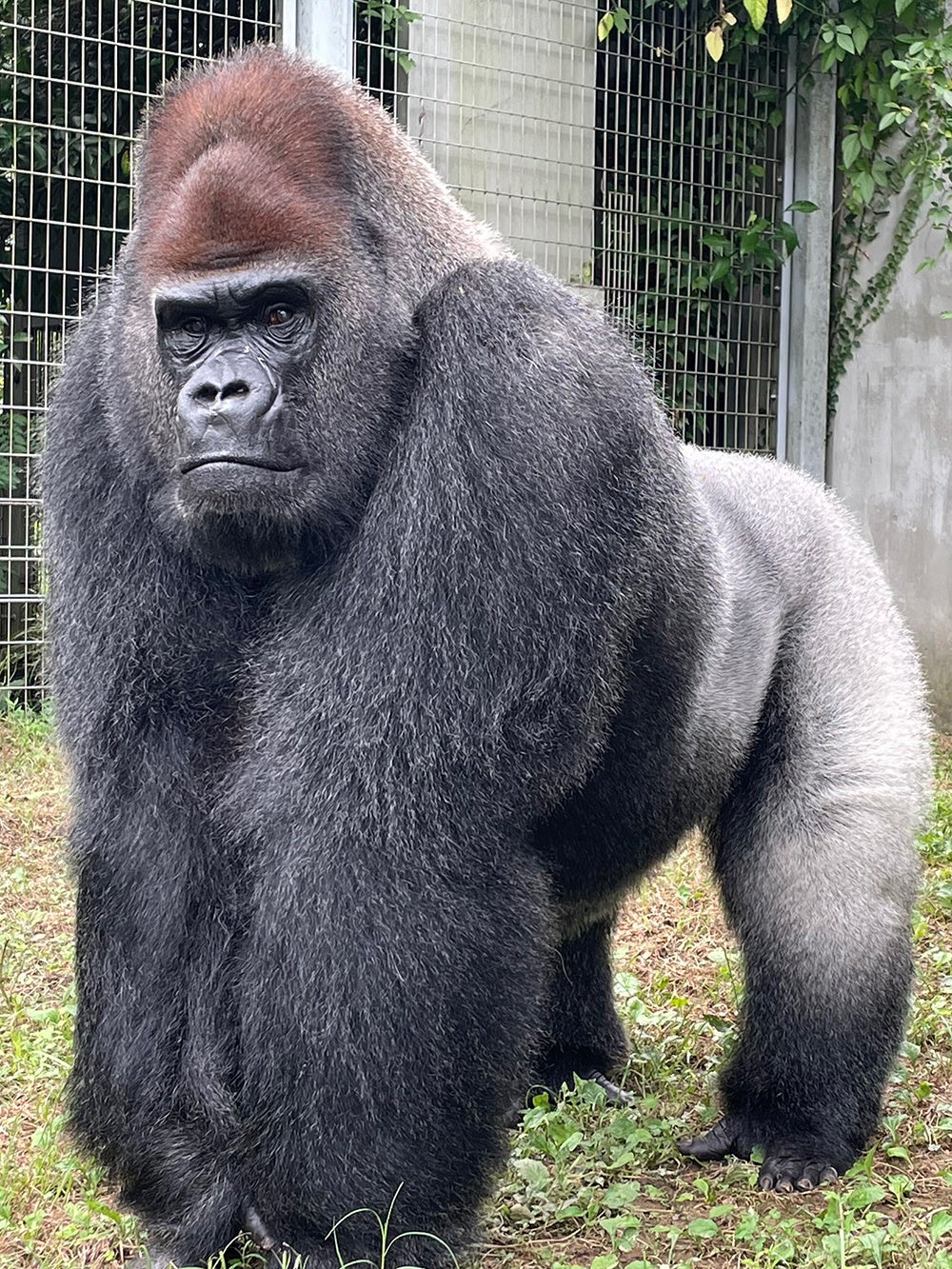同園で飼育されているゴリラの「タロウ」(提供:公益財団法人日本モンキーセンター)