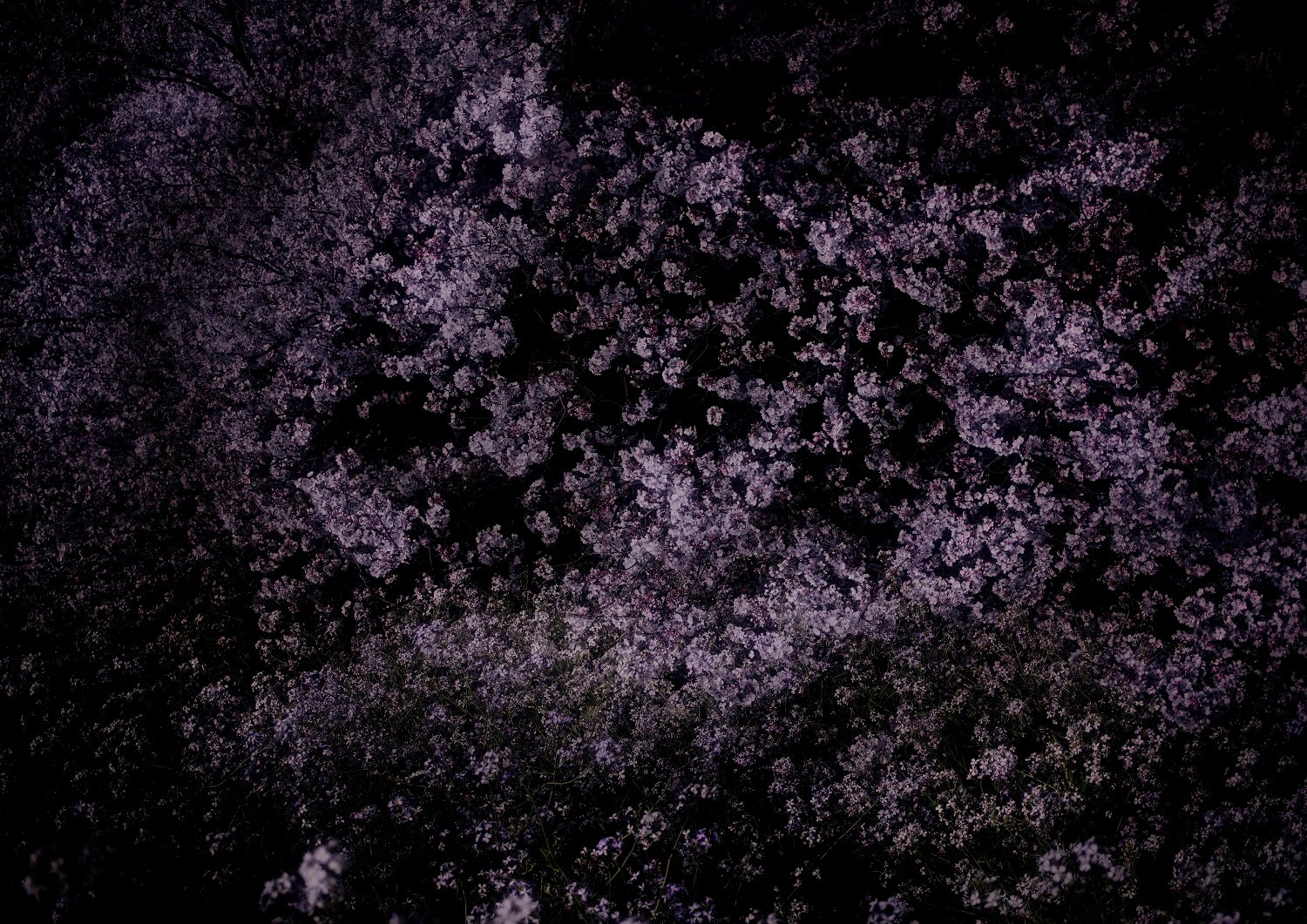 安藤政信による写真展「MARC JACOBS THE FUTURE FLORAL憂鬱な楽園」が渋谷パルコで開催 安藤政信による写真展「MARC JACOBS THE FUTURE FLORAL憂鬱な楽園」が渋谷パルコで開催