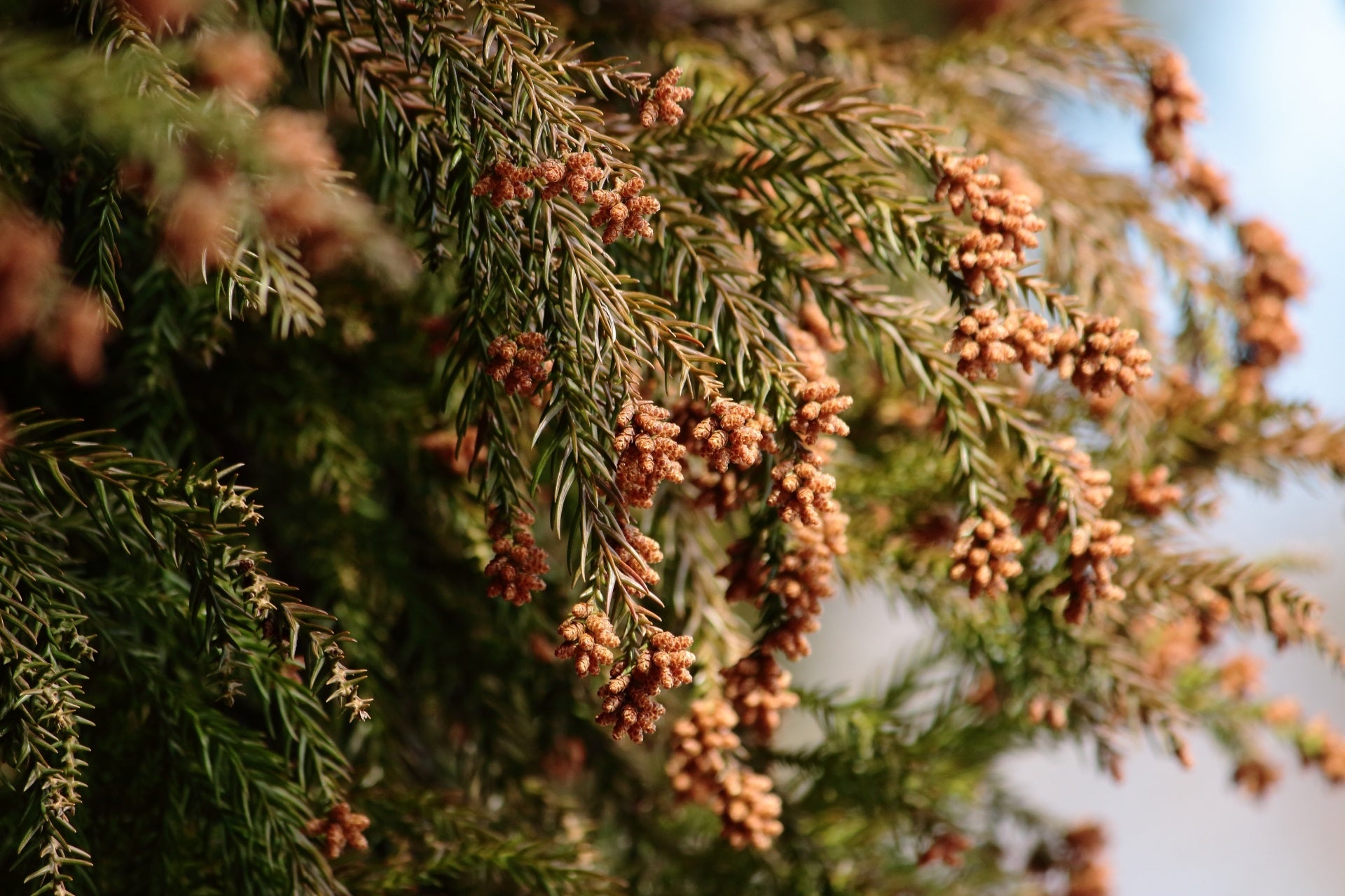 花粉シーズン到来 22年の花粉飛散は例年の1 5倍 漢方 薬膳の考えで体質にあった 花粉症対策 を わたし漢方株式会社のプレスリリース 花粉シーズン到来 22年の花粉飛散は例年の1 5倍 漢方 薬膳の考えで体質にあった 花粉症対策 を わたし漢方株式会社のプレスリリース