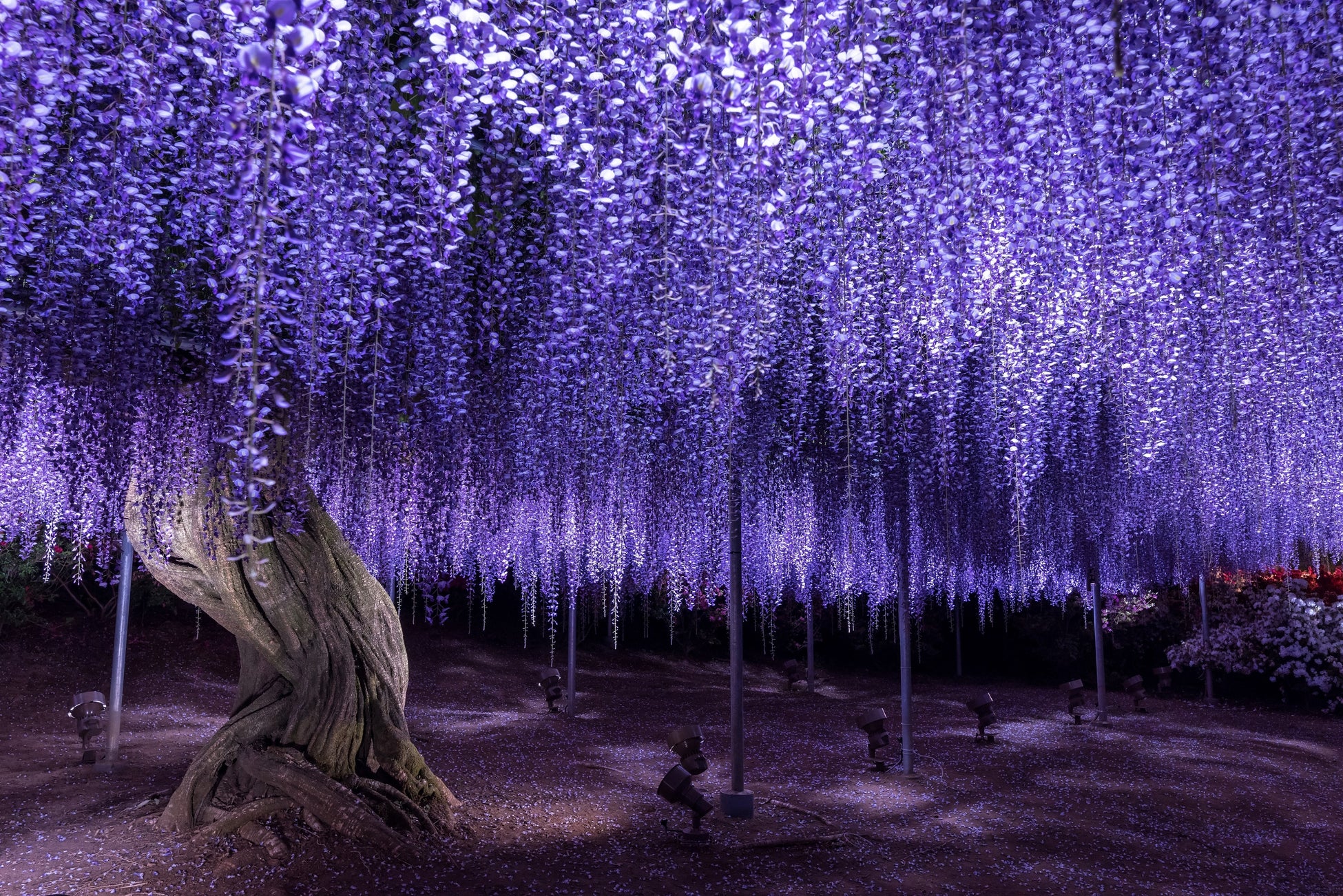 350本以上の藤の花と 5000株以上のツツジが咲き乱れる ふじのはな 物語 大藤まつり22 が22年4月16日 土 より開催 株式会社足利フラワーリゾートのプレスリリース 350本以上の藤の花と 5000株以上のツツジが咲き乱れる ふじのはな 物語 大藤まつり22 が22年4月16日 土 より開催 株式会社足利フラワーリゾートのプレスリリース