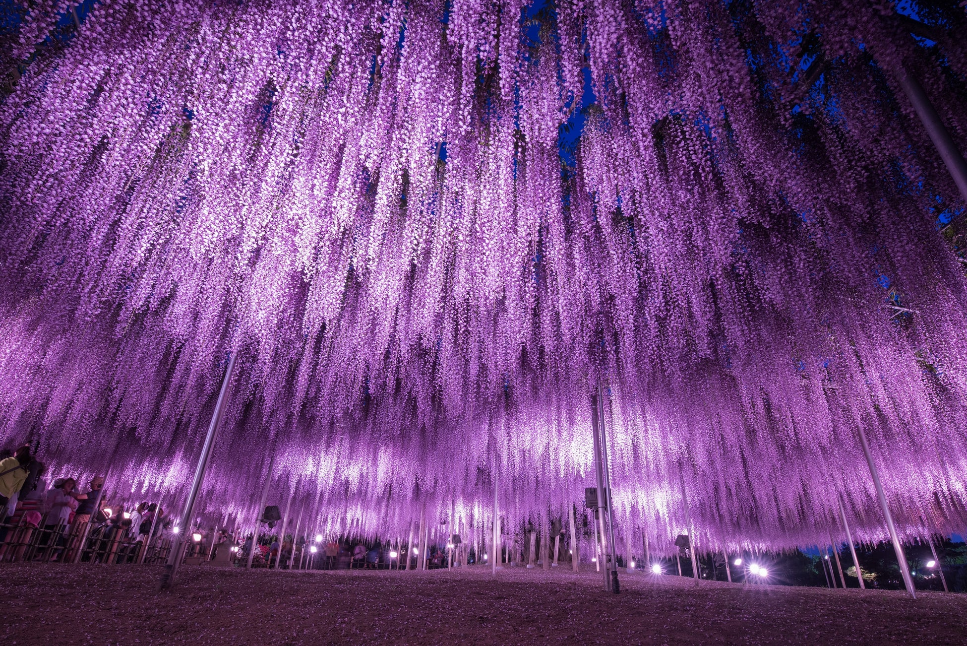 大藤 夜1
