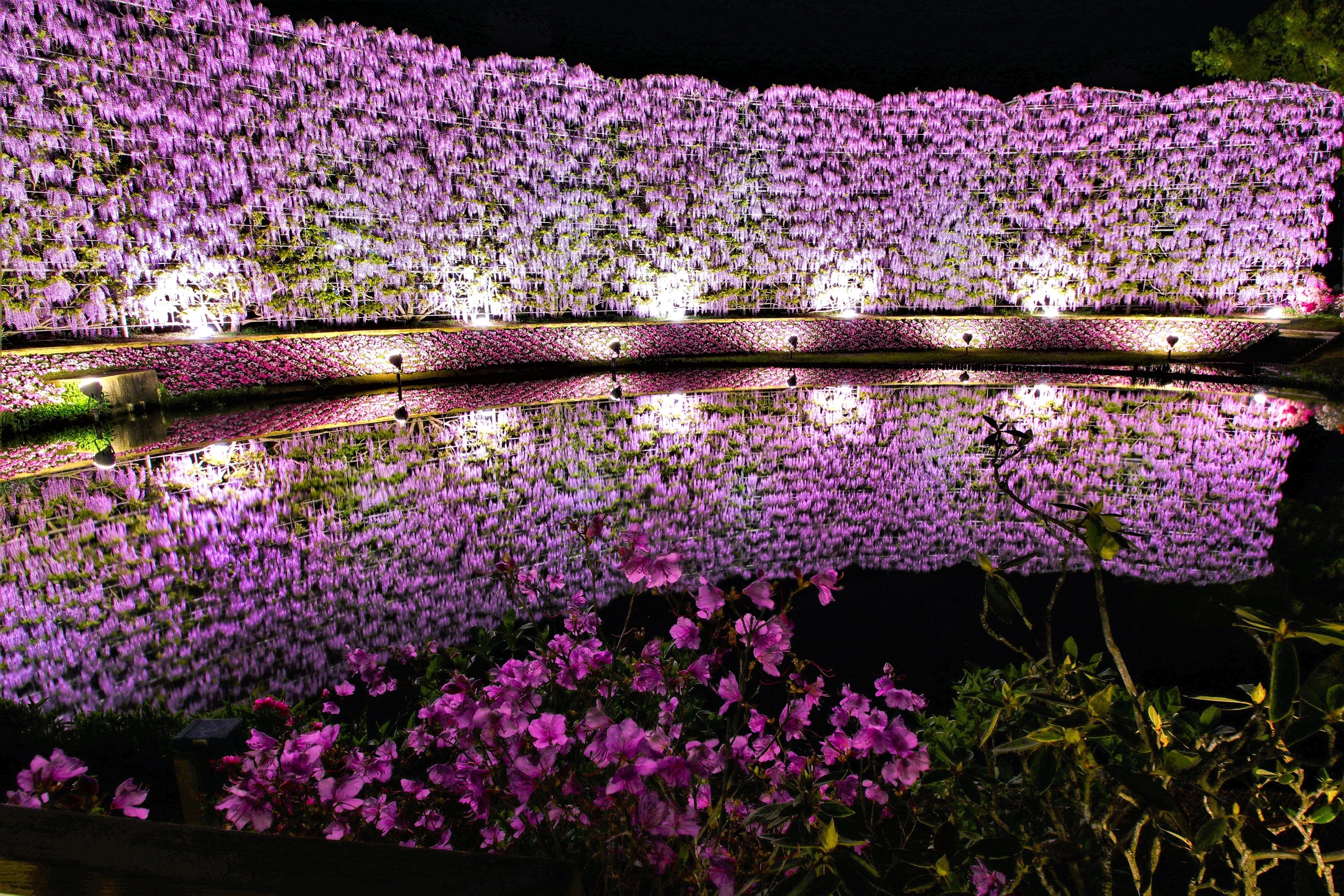 むらさき藤のスクリーン