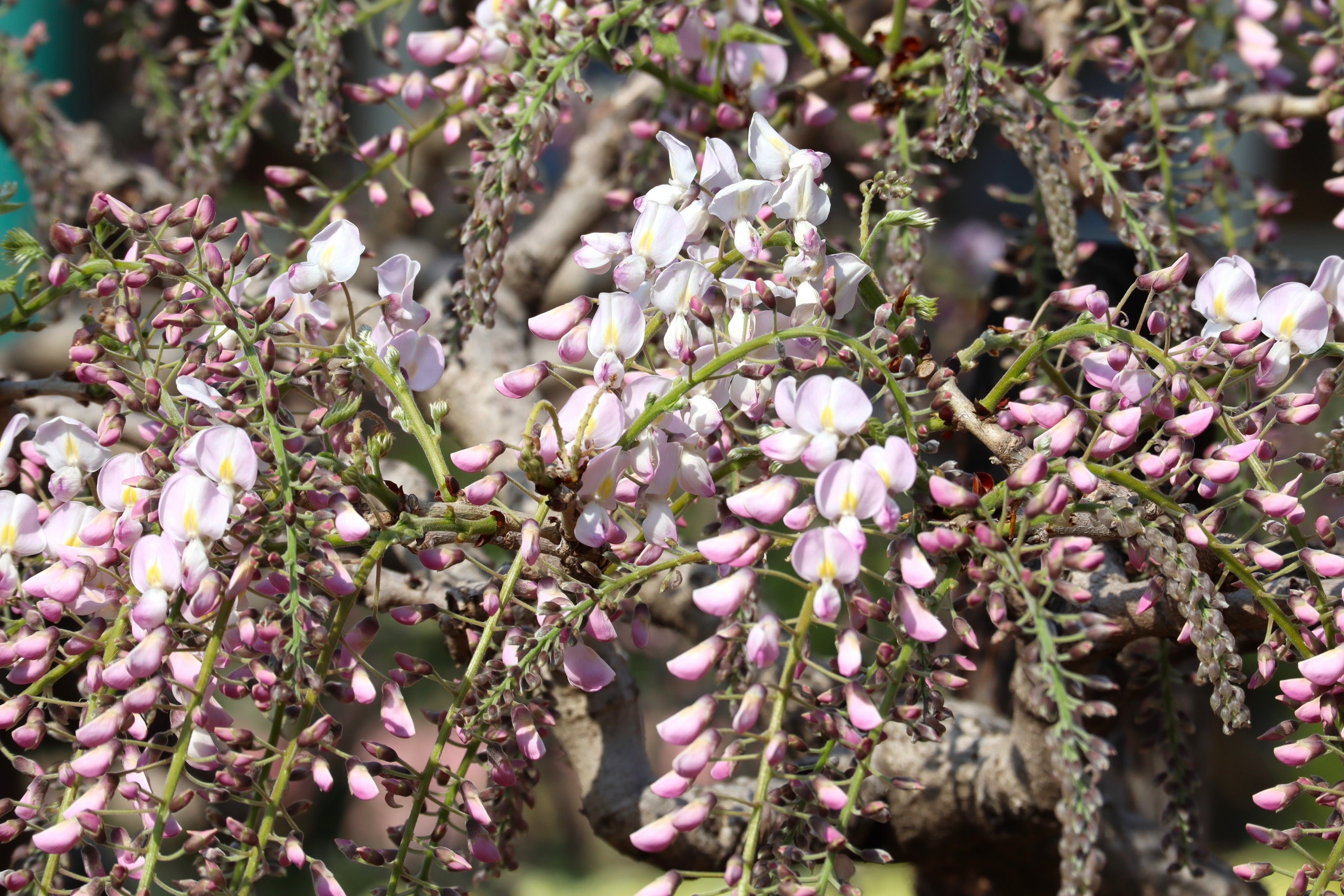 あしかがフラワーパークの 大藤 が開花宣言 株式会社足利フラワーリゾートのプレスリリース
