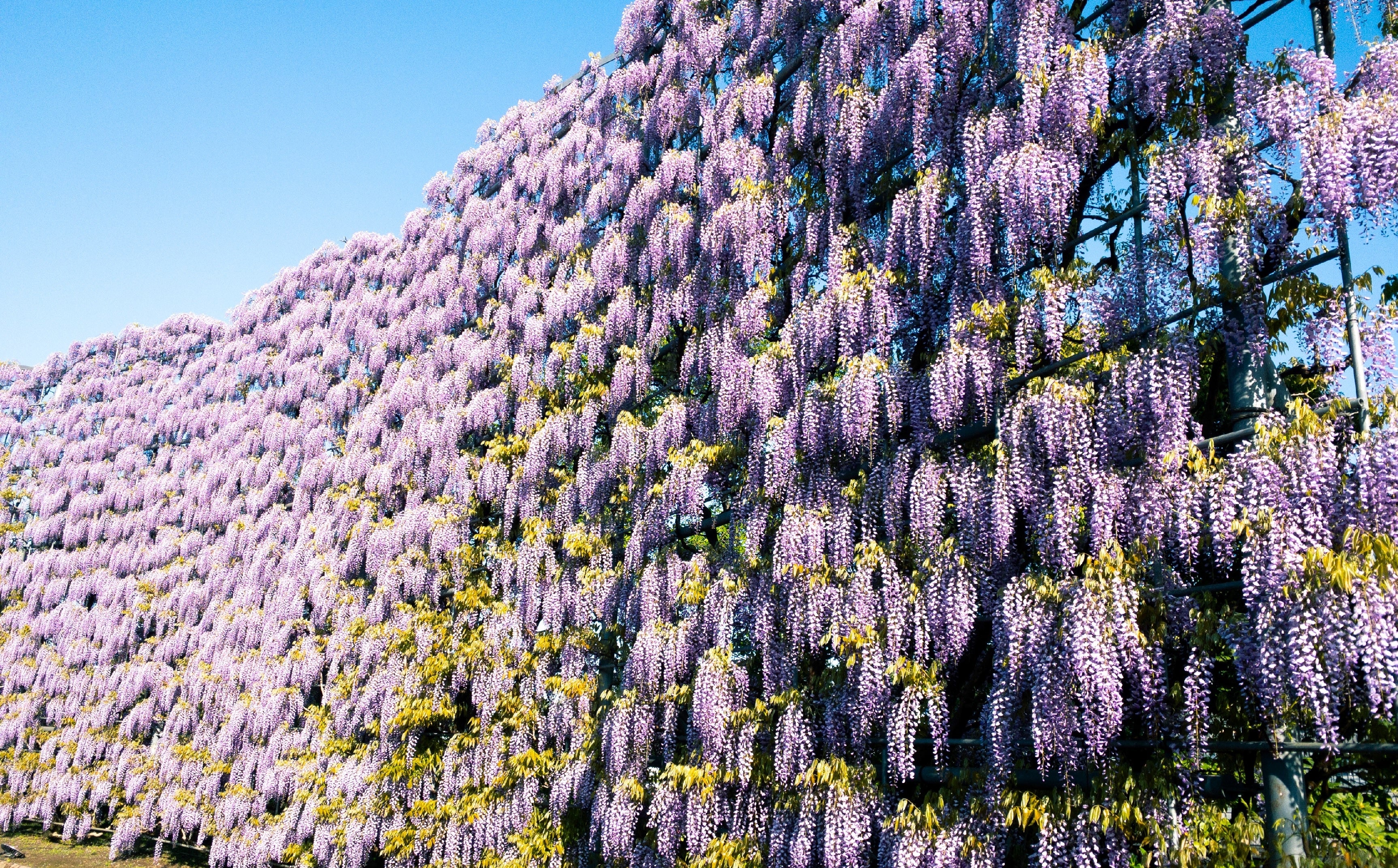 むらさき藤のスクリーン