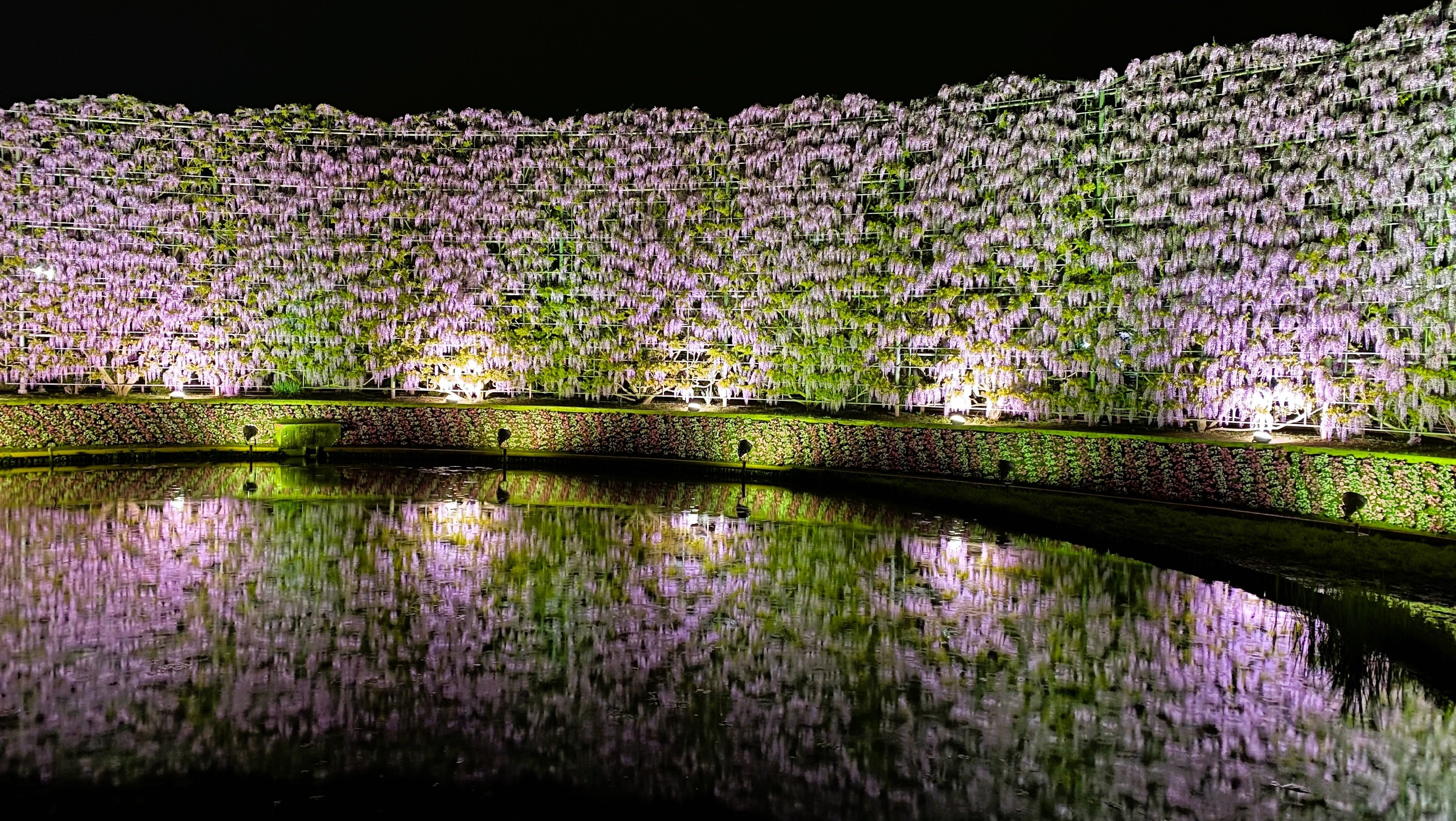 むらさき藤のスクリーン