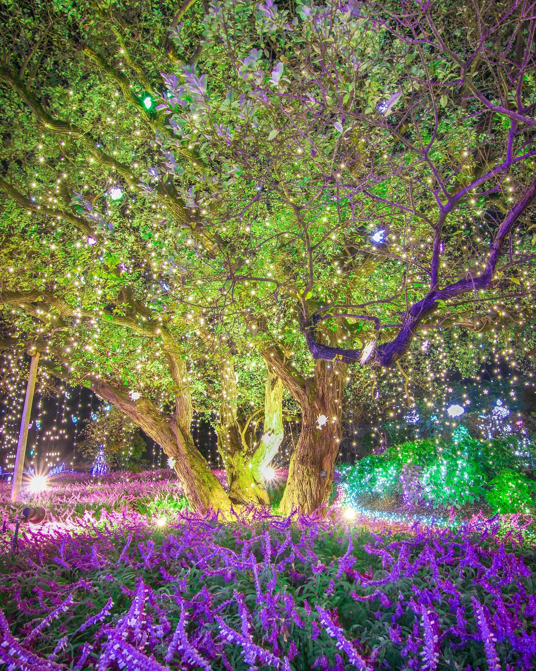 光とアメジストセージ ２