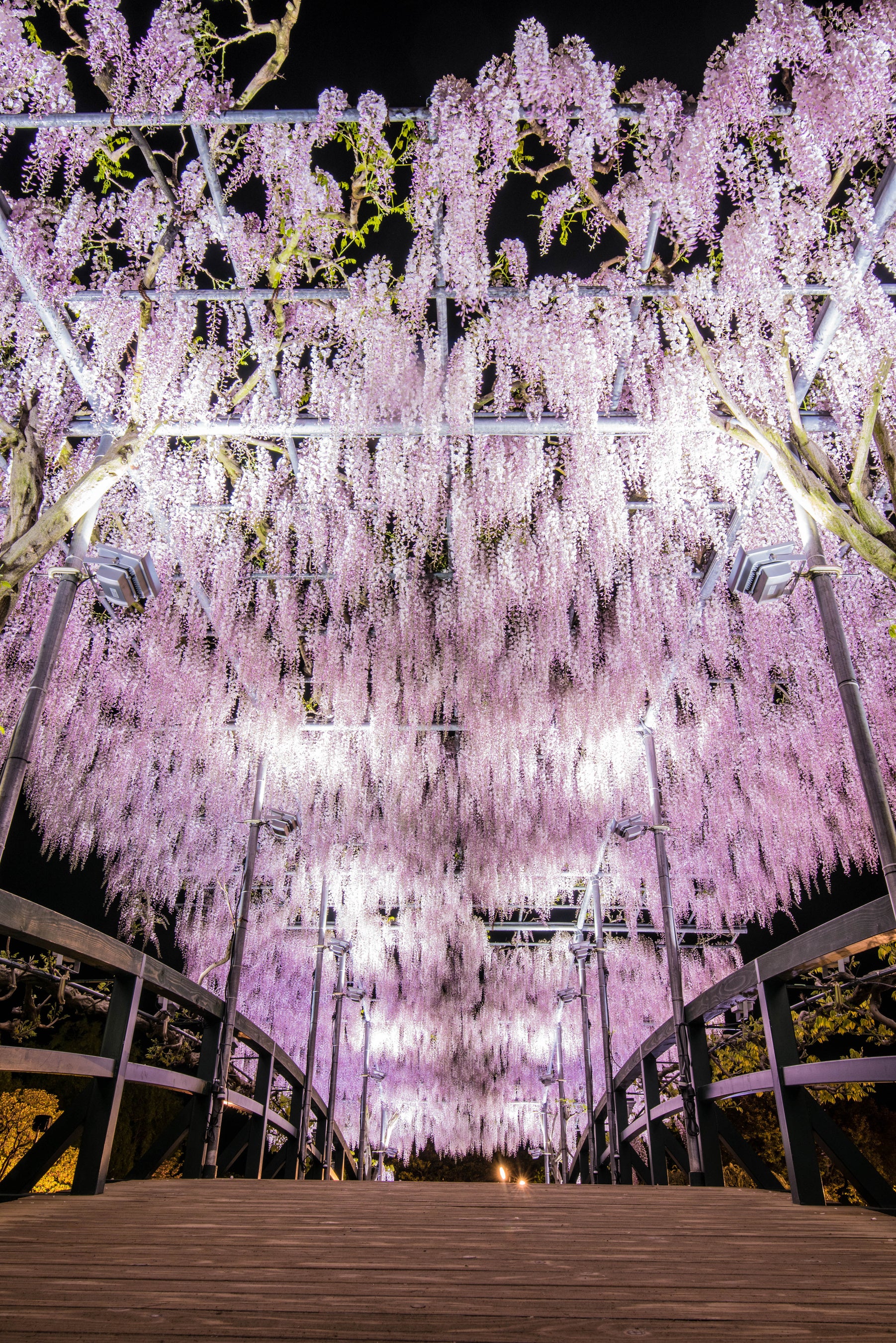 新品未開封　あしかがフラワーパーク 藤の花 うさぎ　7個 新品未開封 あしかがフラワーパーク 藤の花 うさぎ 7個