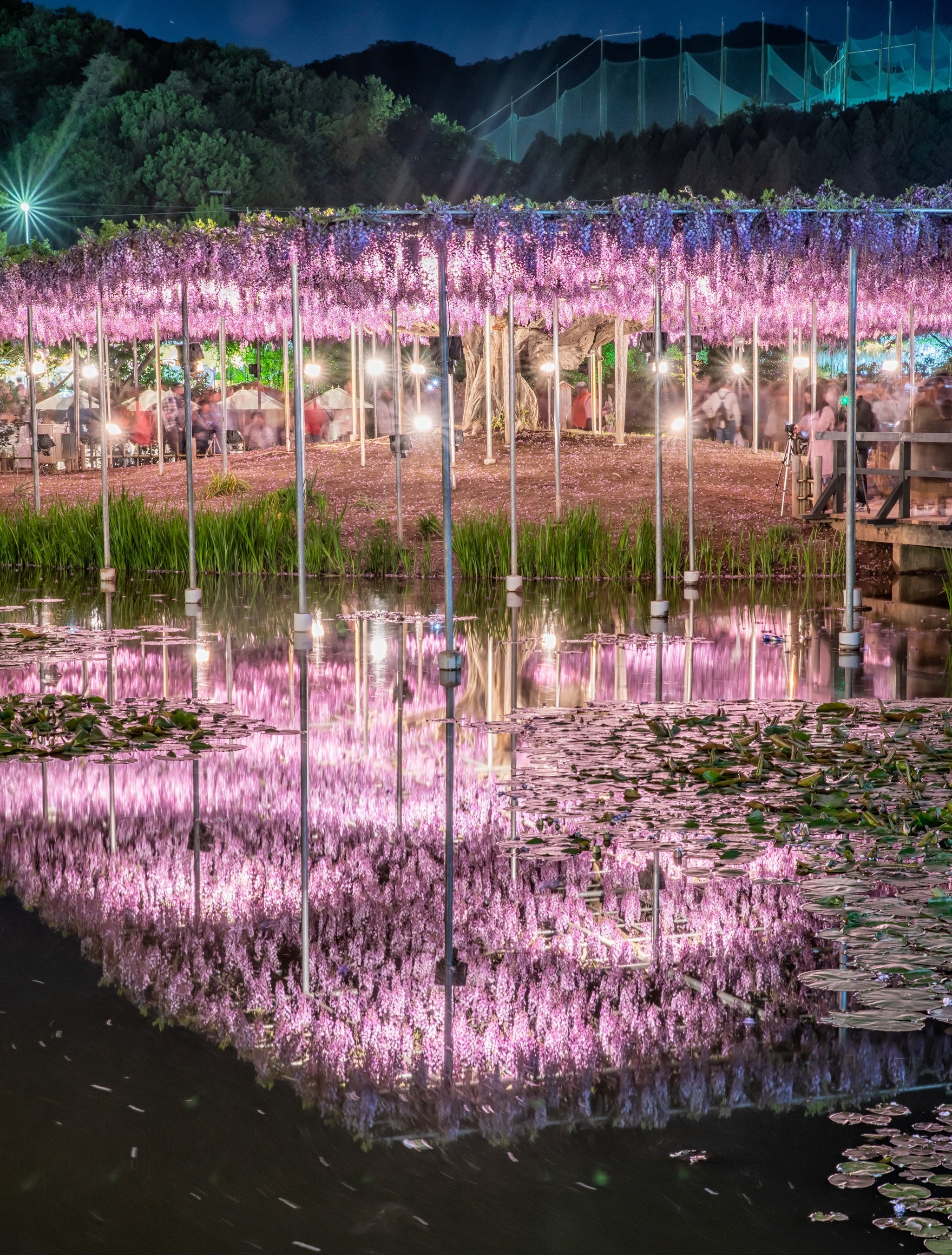 八重黒龍藤 夜１