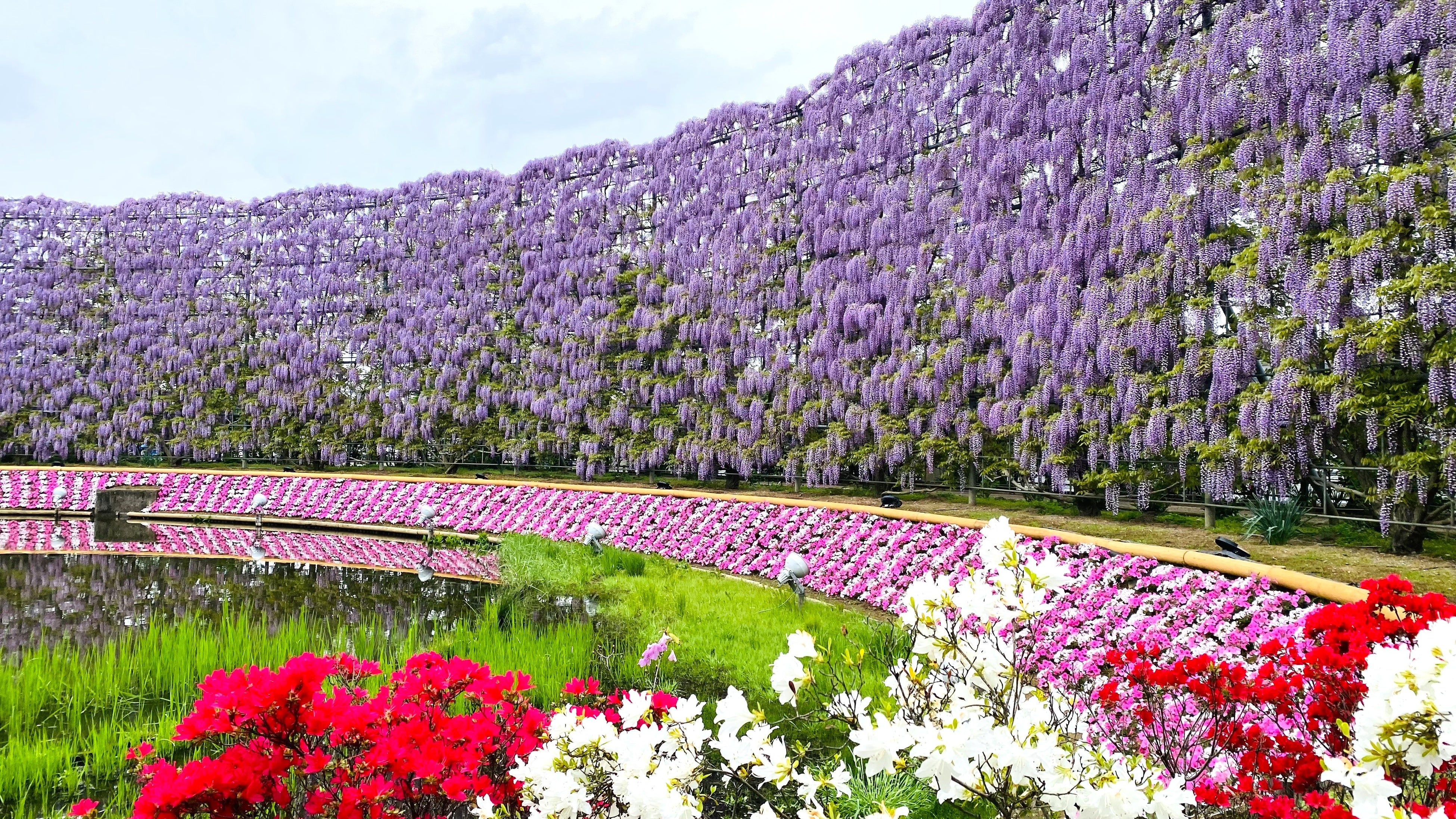むらさき藤のスクリーン