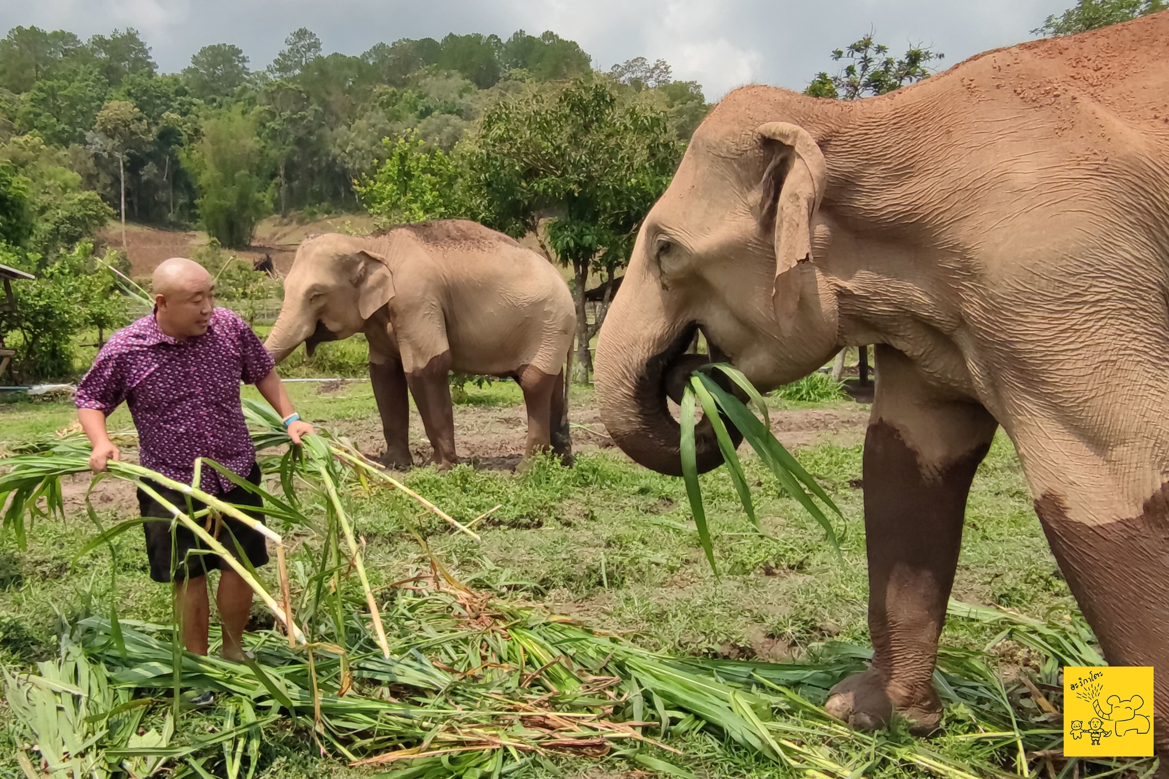 象さんのご飯タイムのお手伝い
