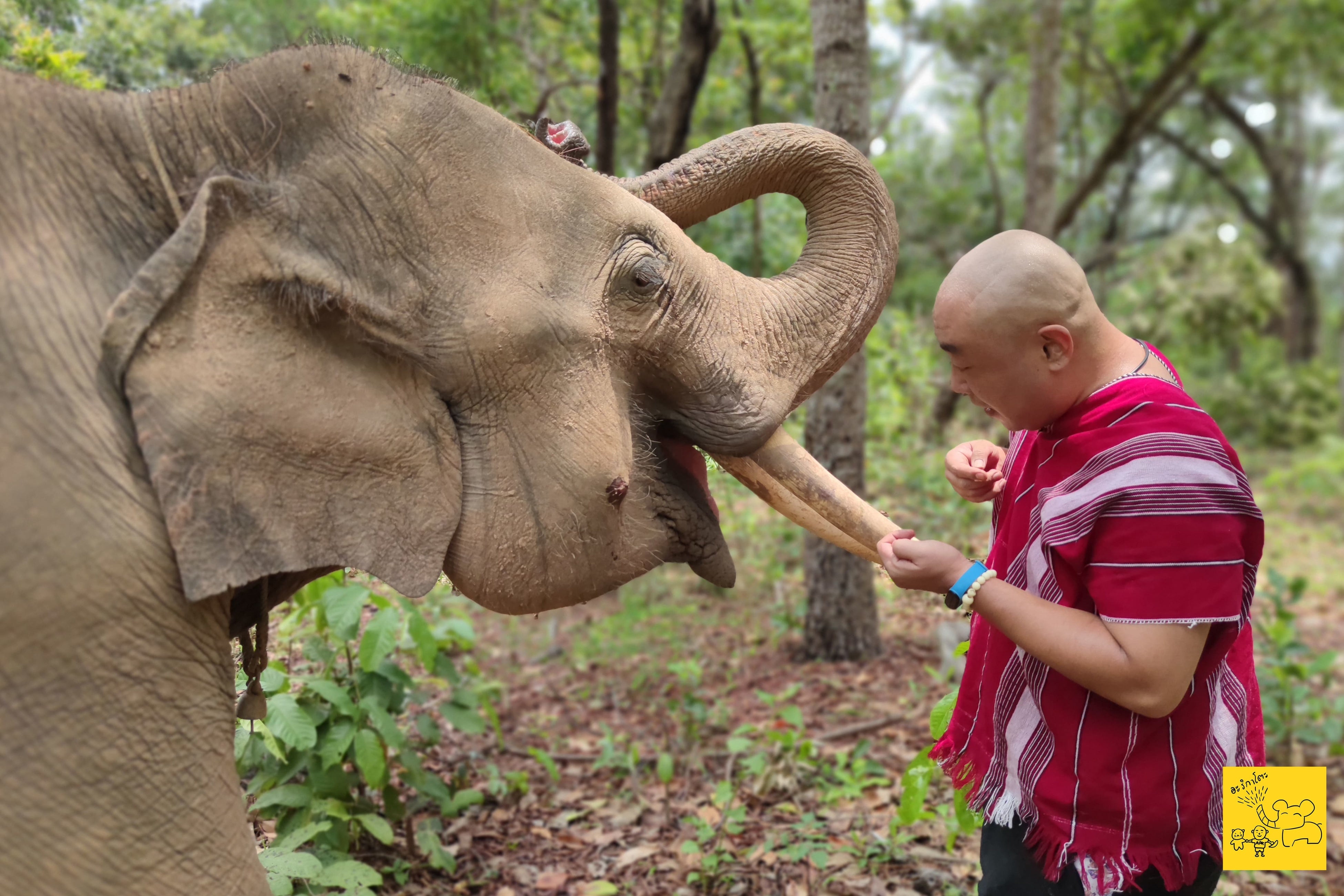ひまわりの種で象さんとコミュニケーション