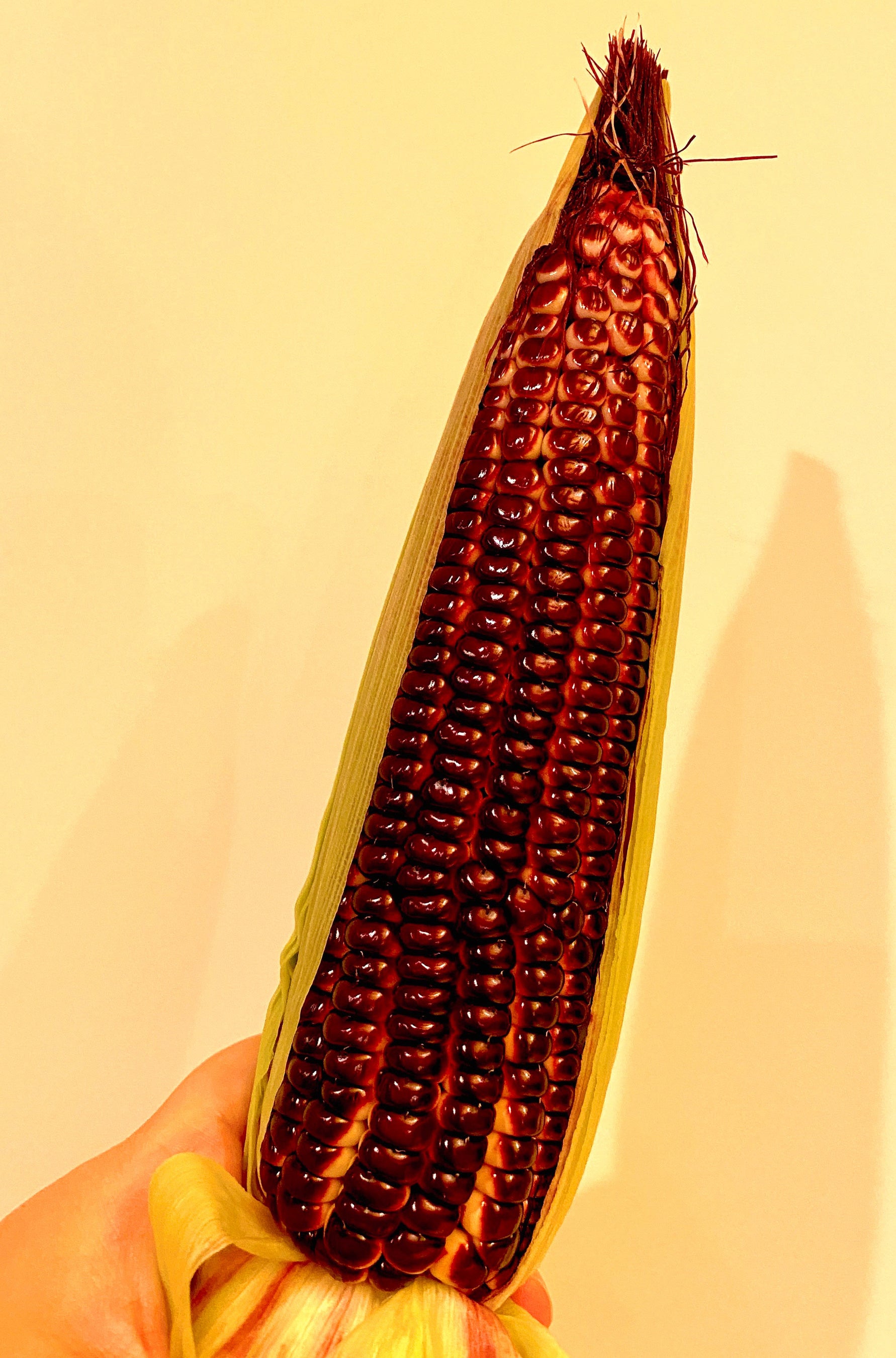 ルビーのような赤色が目を引きます