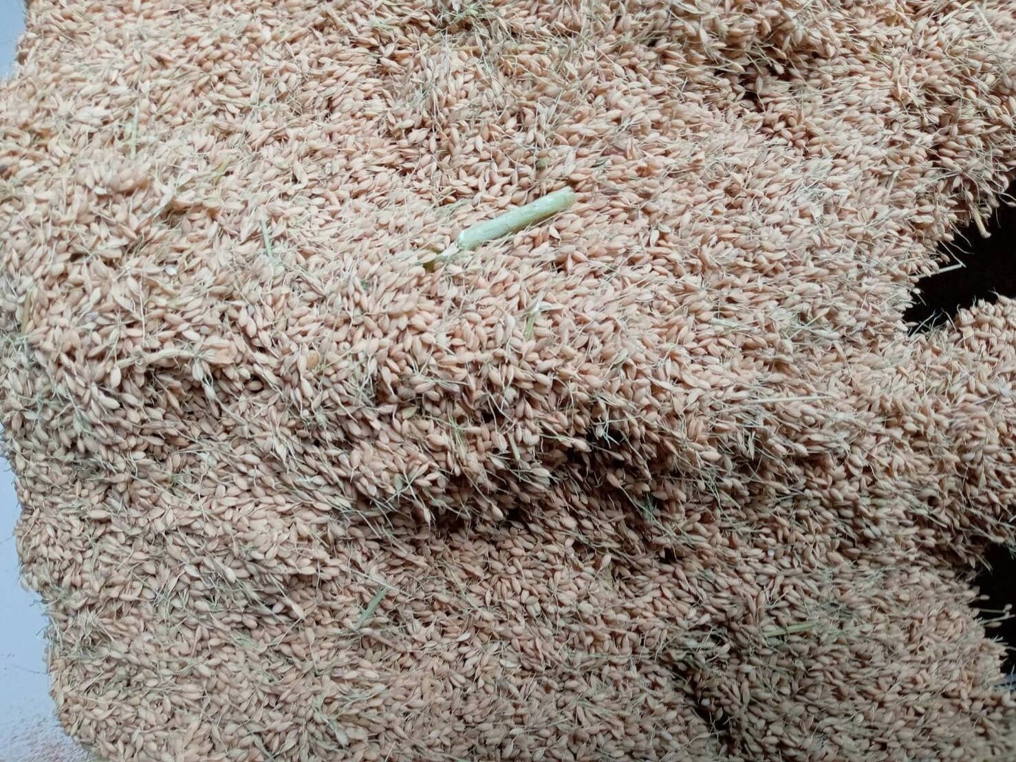 2023年9月 収穫した種籾