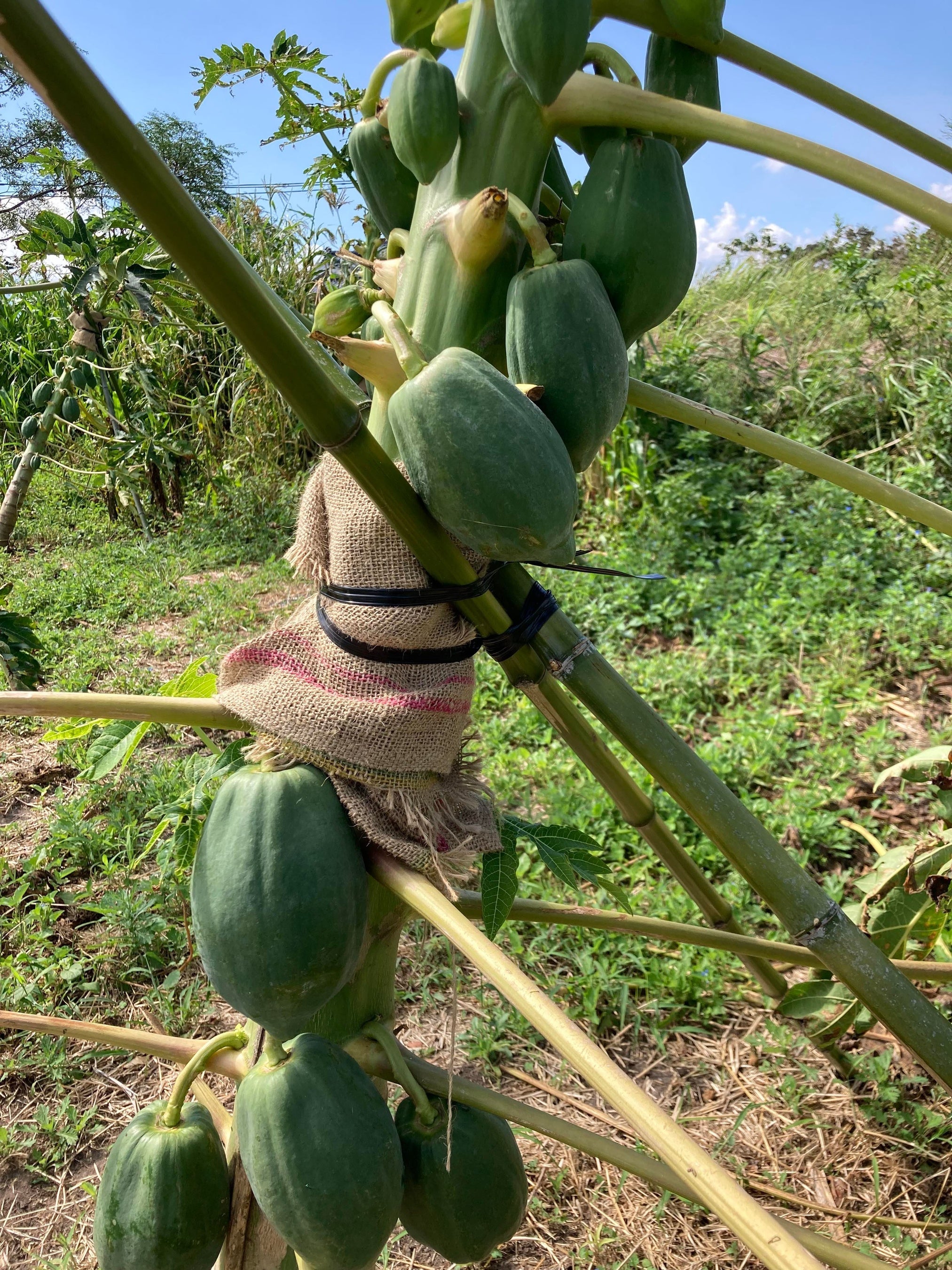 パパイヤの補強資材として活用(諸木農園にて)