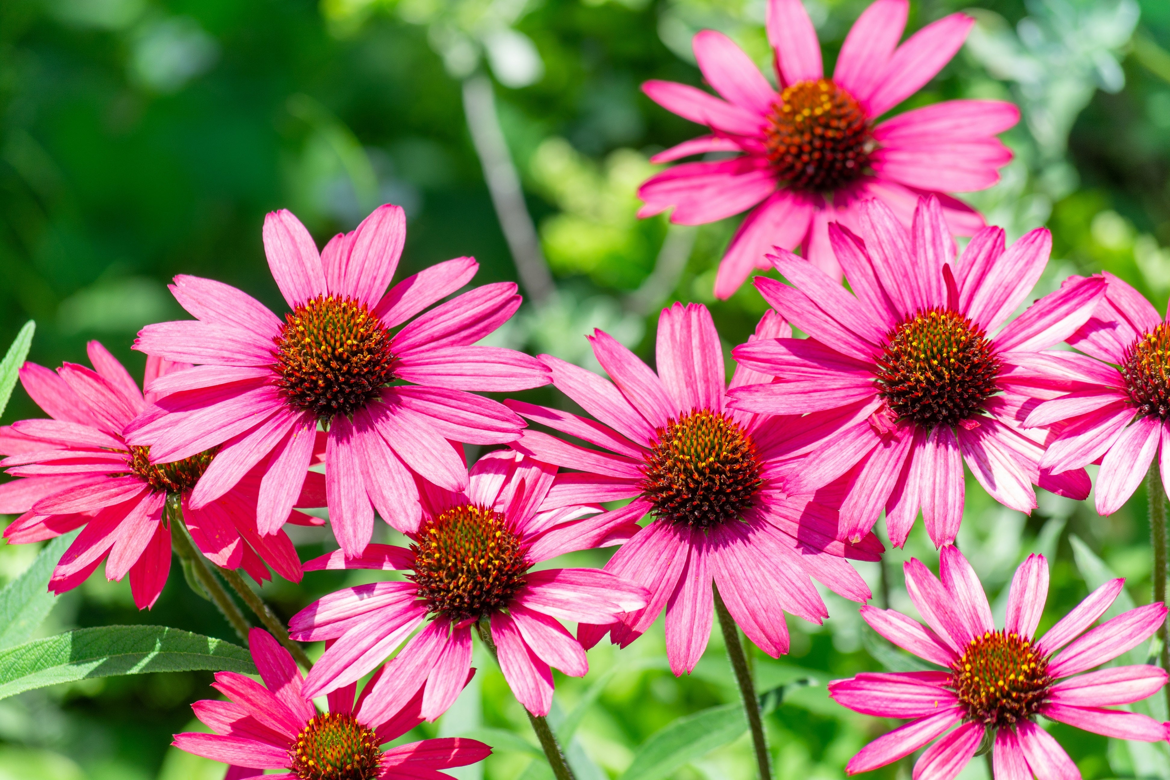 飲むボディガードの健康茶 ヴェーダヴィ エキナセアブレンド 22年7月22日 金 新発売 今の時代に頼もしい2大ハーブをブレンド ストレスフルな毎日を過ごすあなたに ピアス株式会社 ヴェーダヴィ事業部のプレスリリース