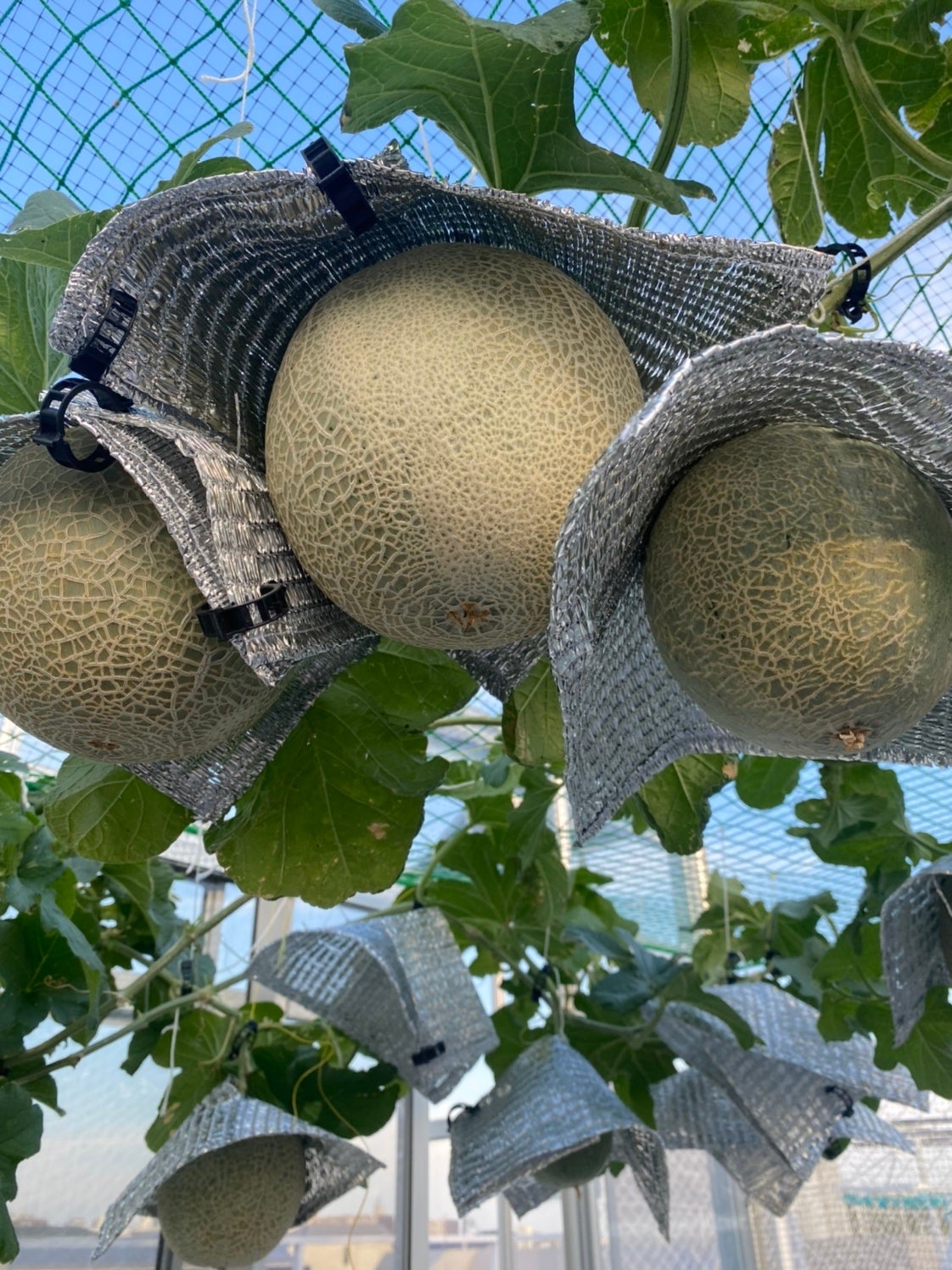 水耕栽培で育てたメロン