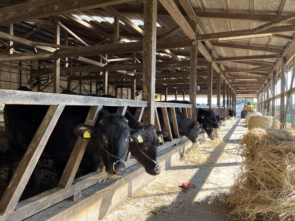米麴や大豆を給餌することでタンパク質やビタミンなどの栄養素も補給