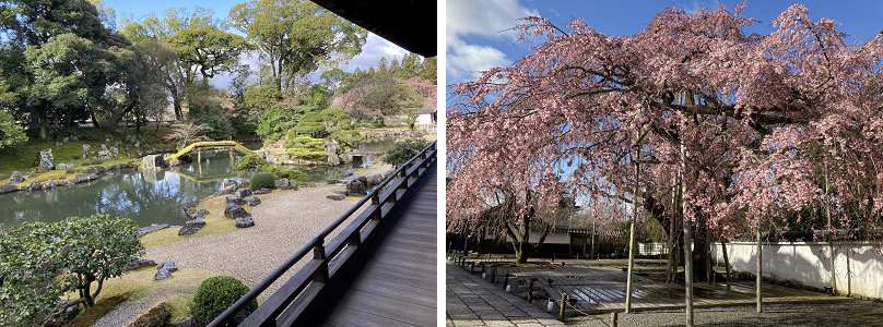 朝の三宝院庭園（左）、青空と三宝院の桜（右）
