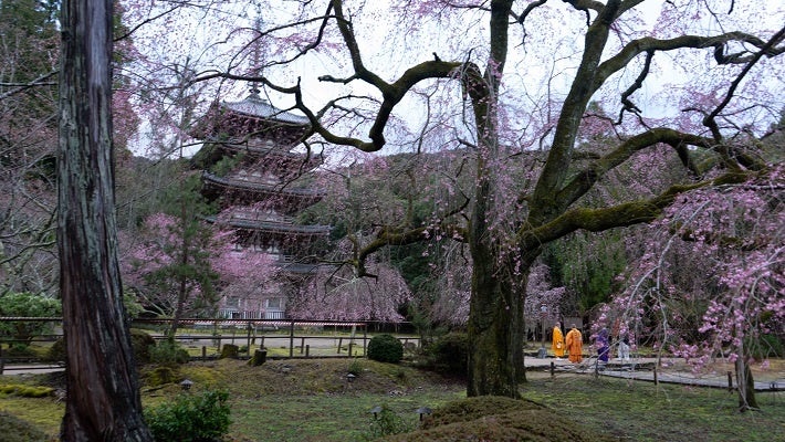 五重塔を背景に望む桜