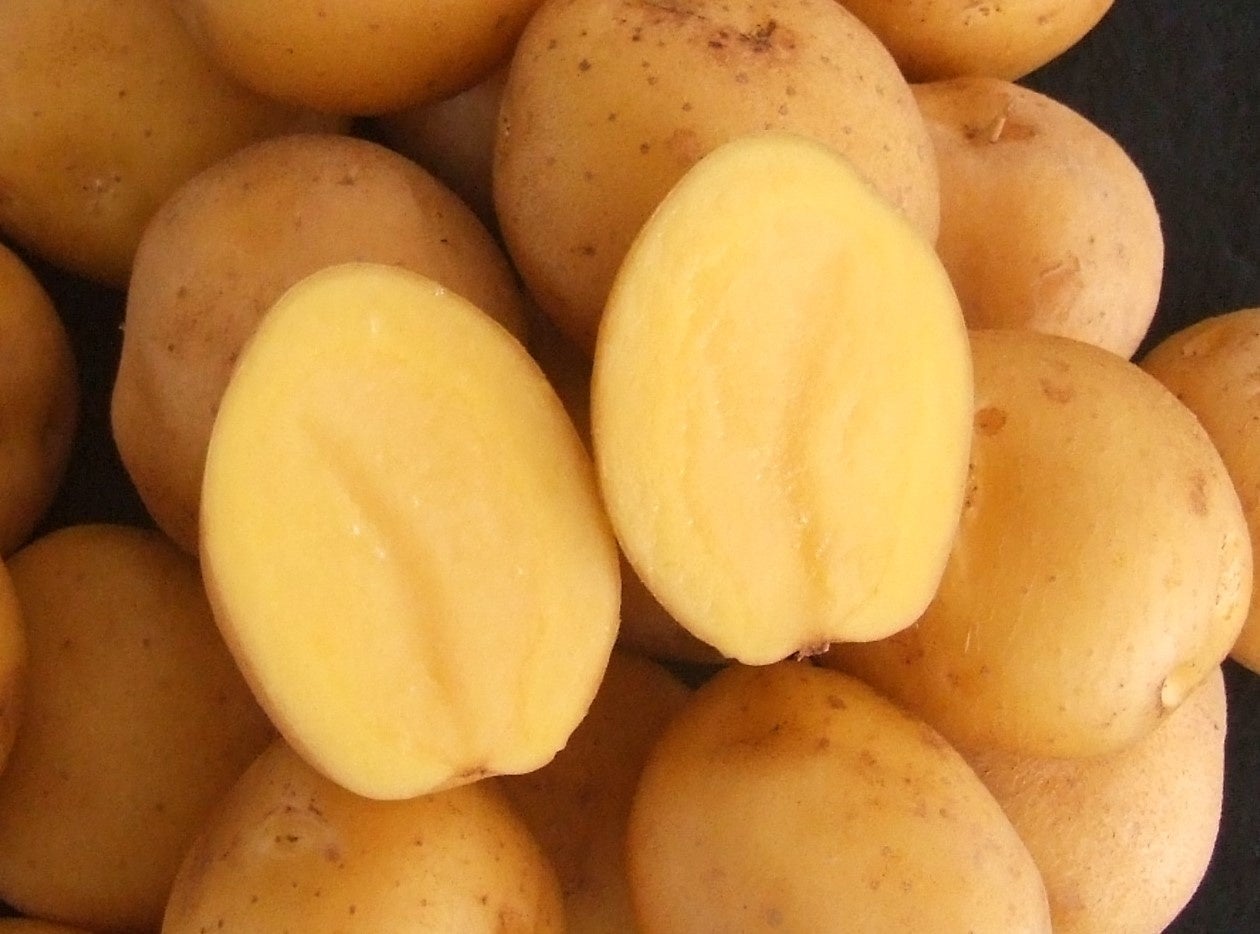 画像提供：長崎県農林技術開発センター