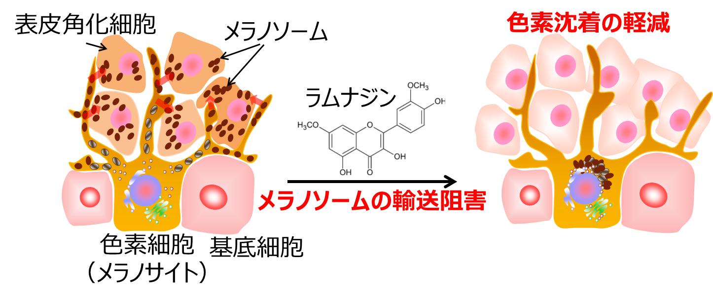 図4. 色素沈着抑制効果への期待
