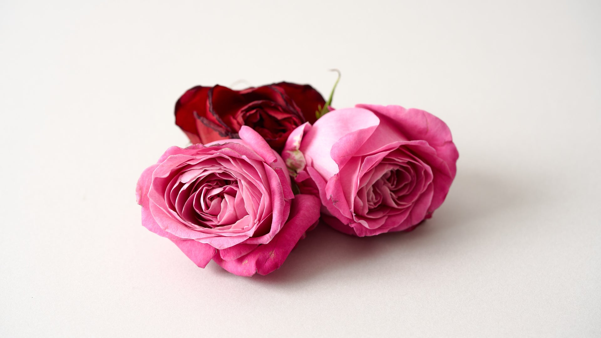 3日間で1.2万粒売れたCBDグミ「HARENOMI」新フレーバー「バラワイン味