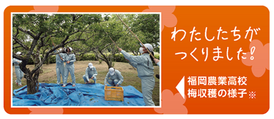 ▲梅収穫時の写真