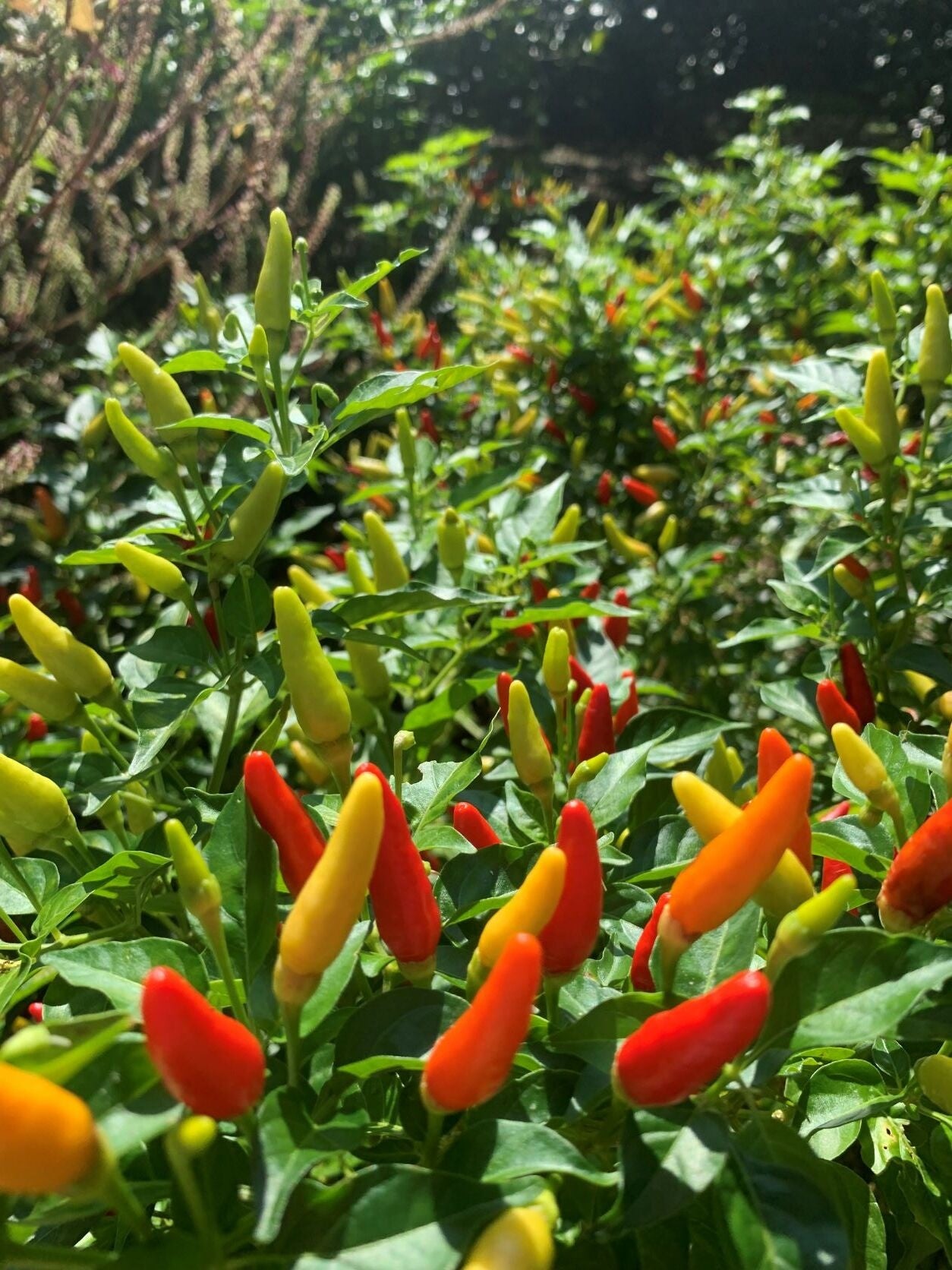 ▲島とうがらしの実