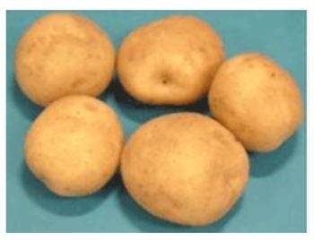 オホーツクチップ