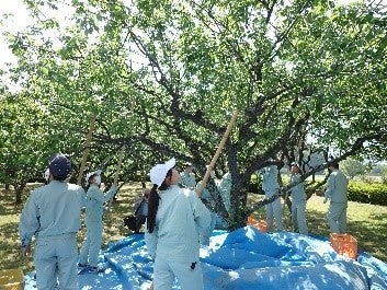 ▲梅収穫時の写真