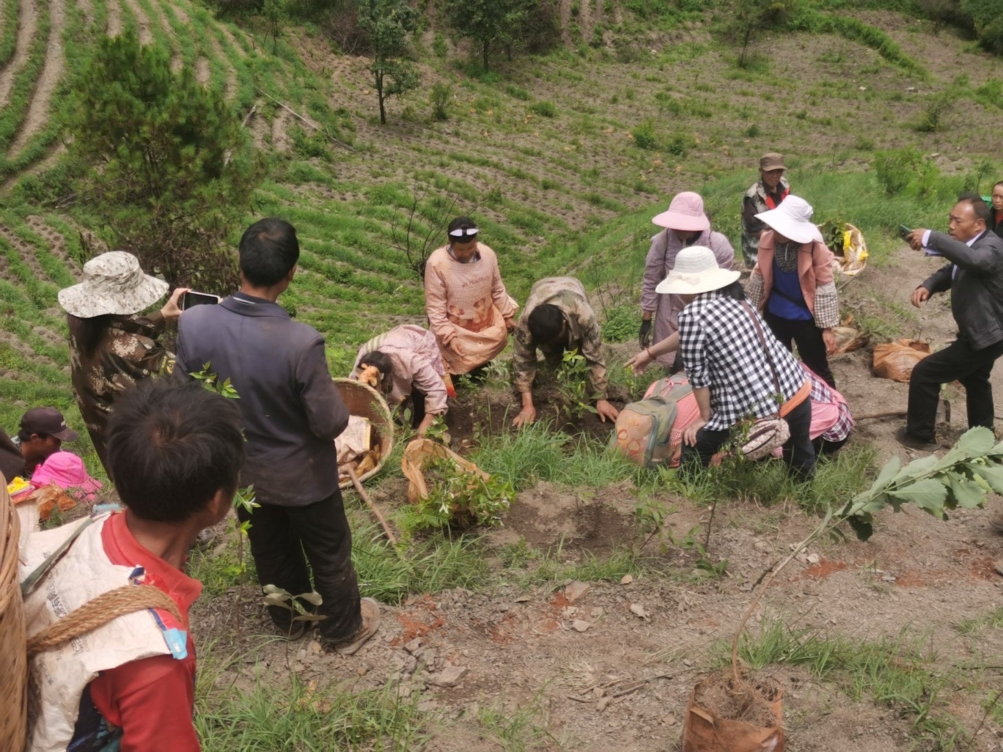 中国植樹の様子