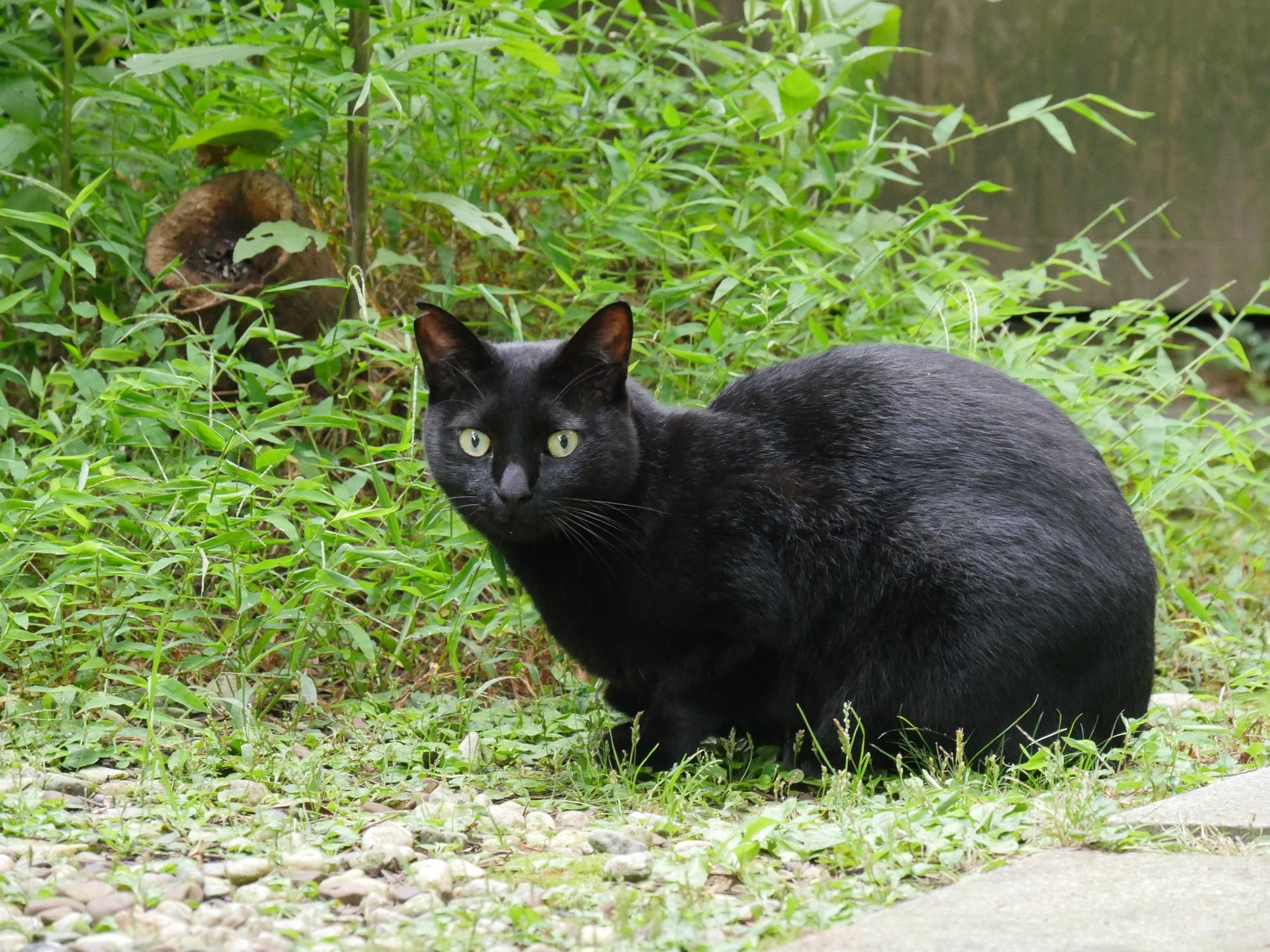 「新・旅猫ロマン」旅チャンネル