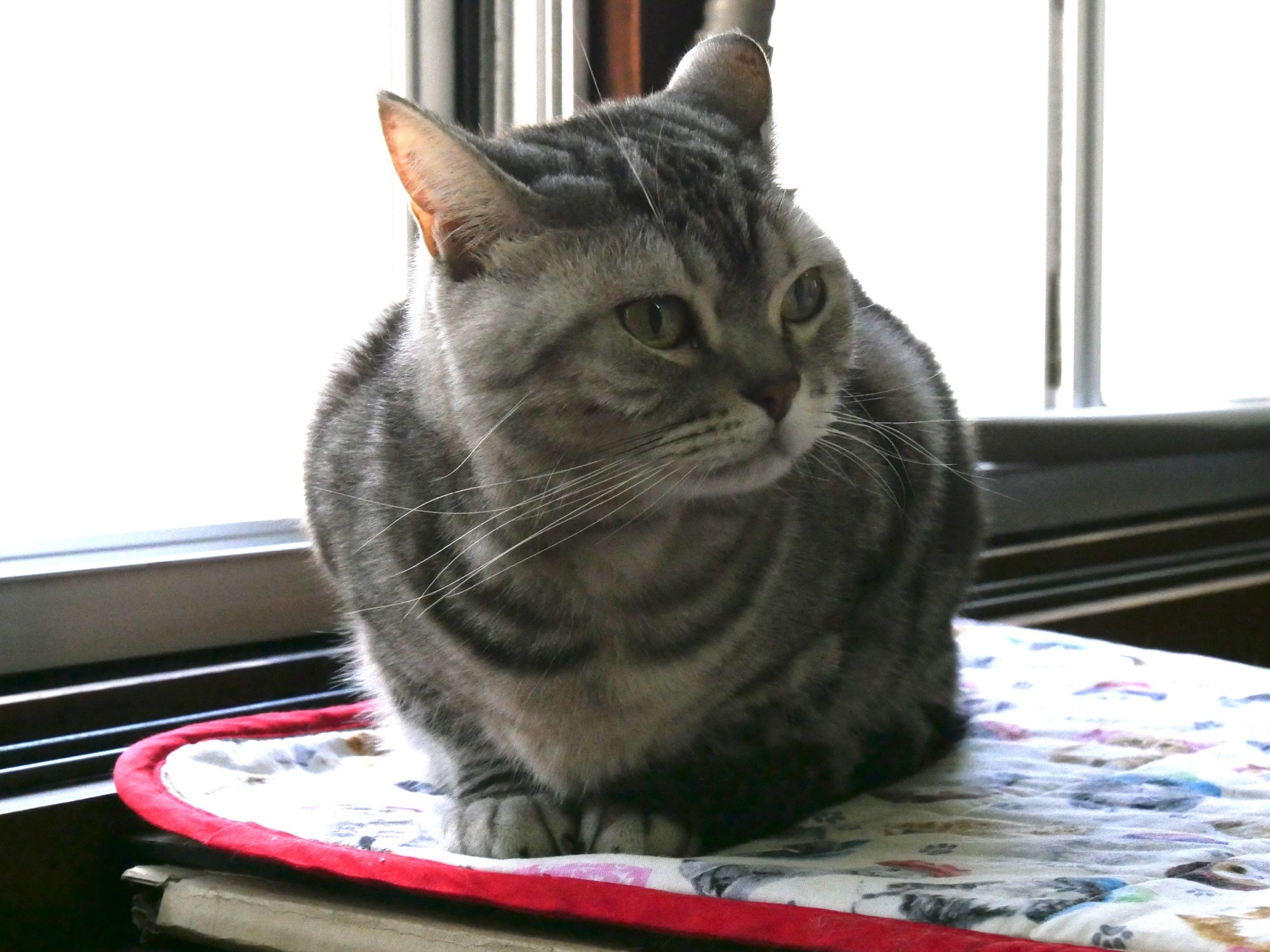 「新・旅猫ロマン」旅チャンネル