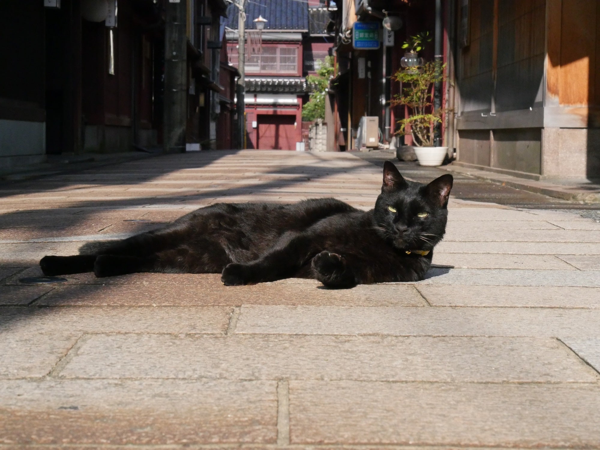 「新・旅猫ロマン」旅チャンネル