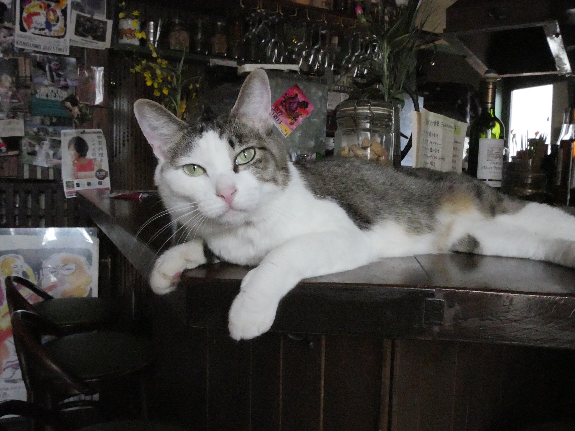 「新・旅猫ロマン」旅チャンネル