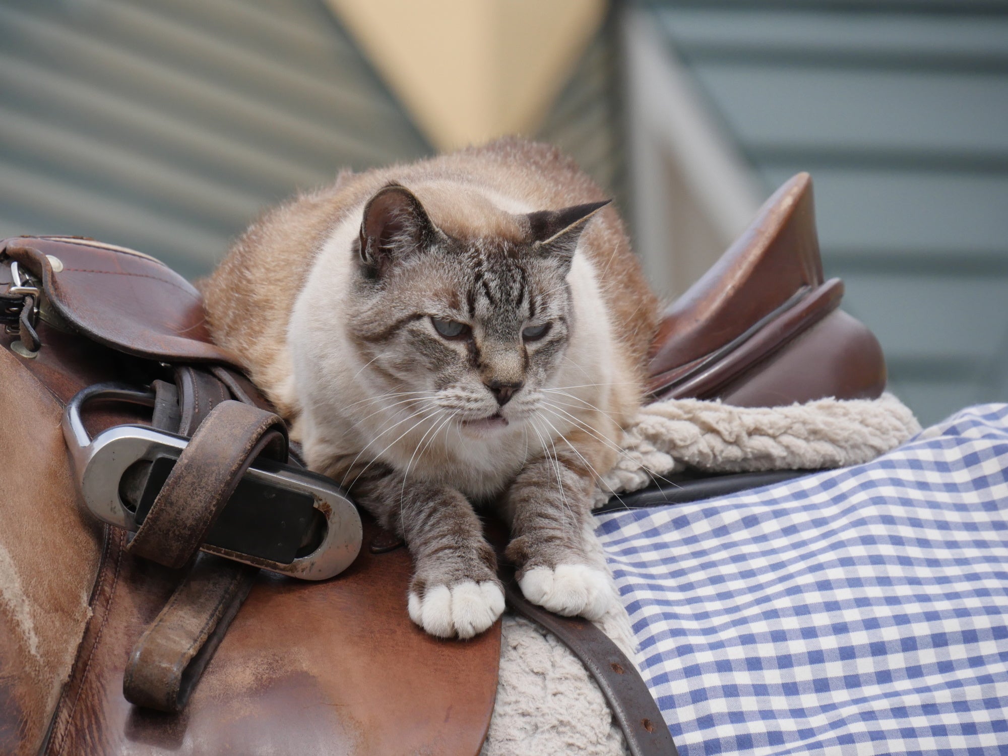 「新・旅猫ロマン」旅チャンネル