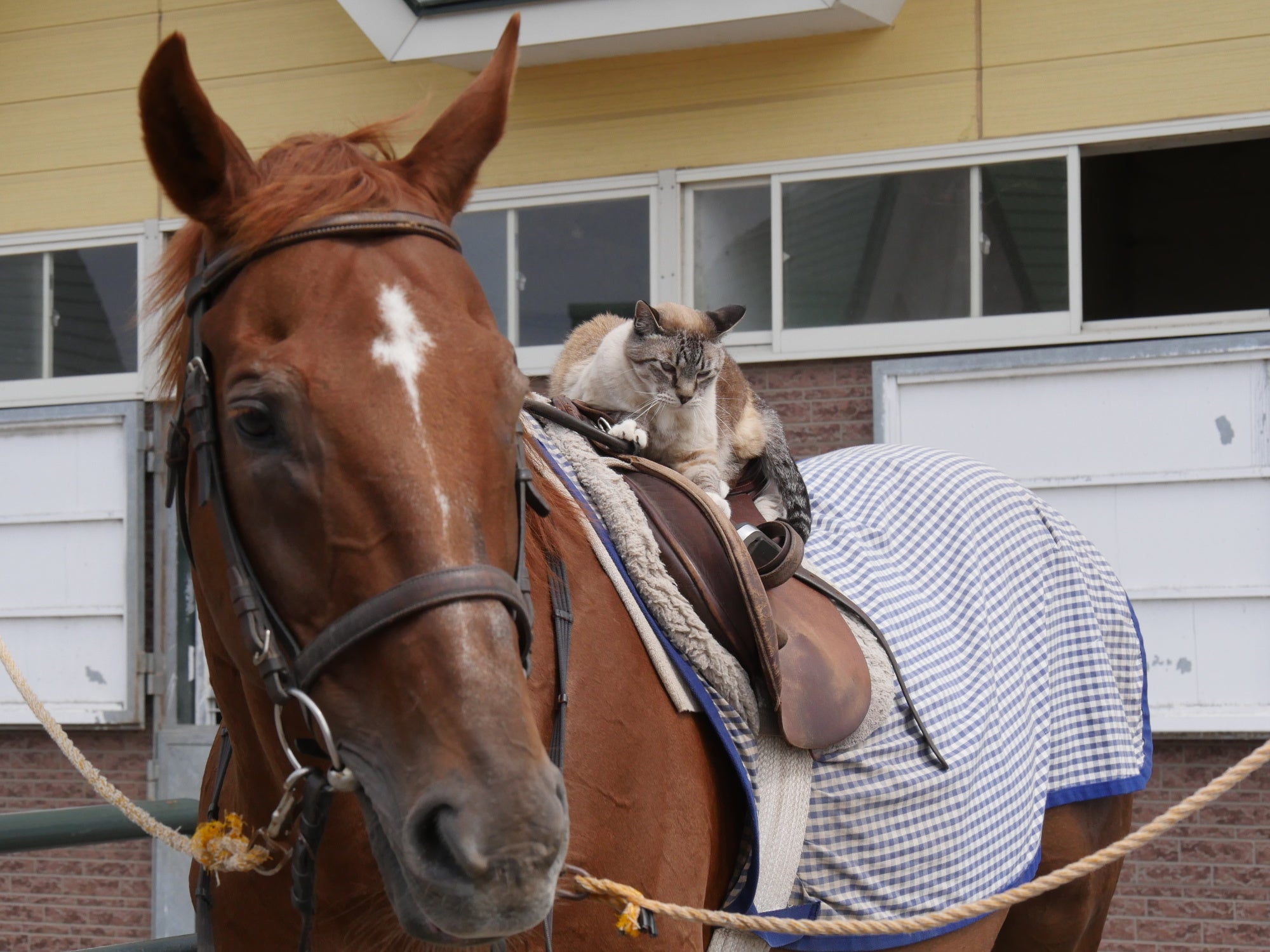 「新・旅猫ロマン」旅チャンネル